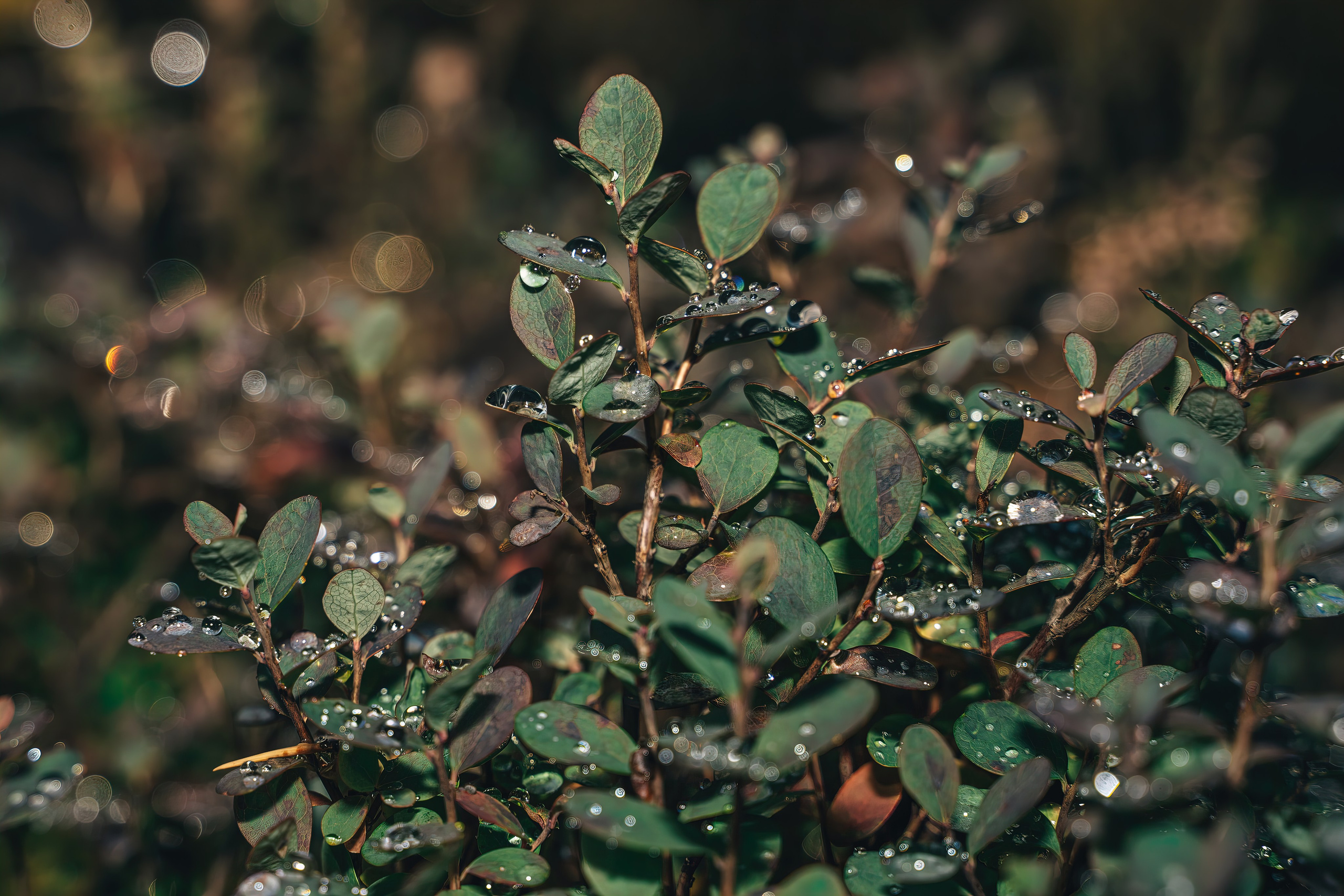 ХИБИНЫ 2021 г. Event фотограф Степанова Александра