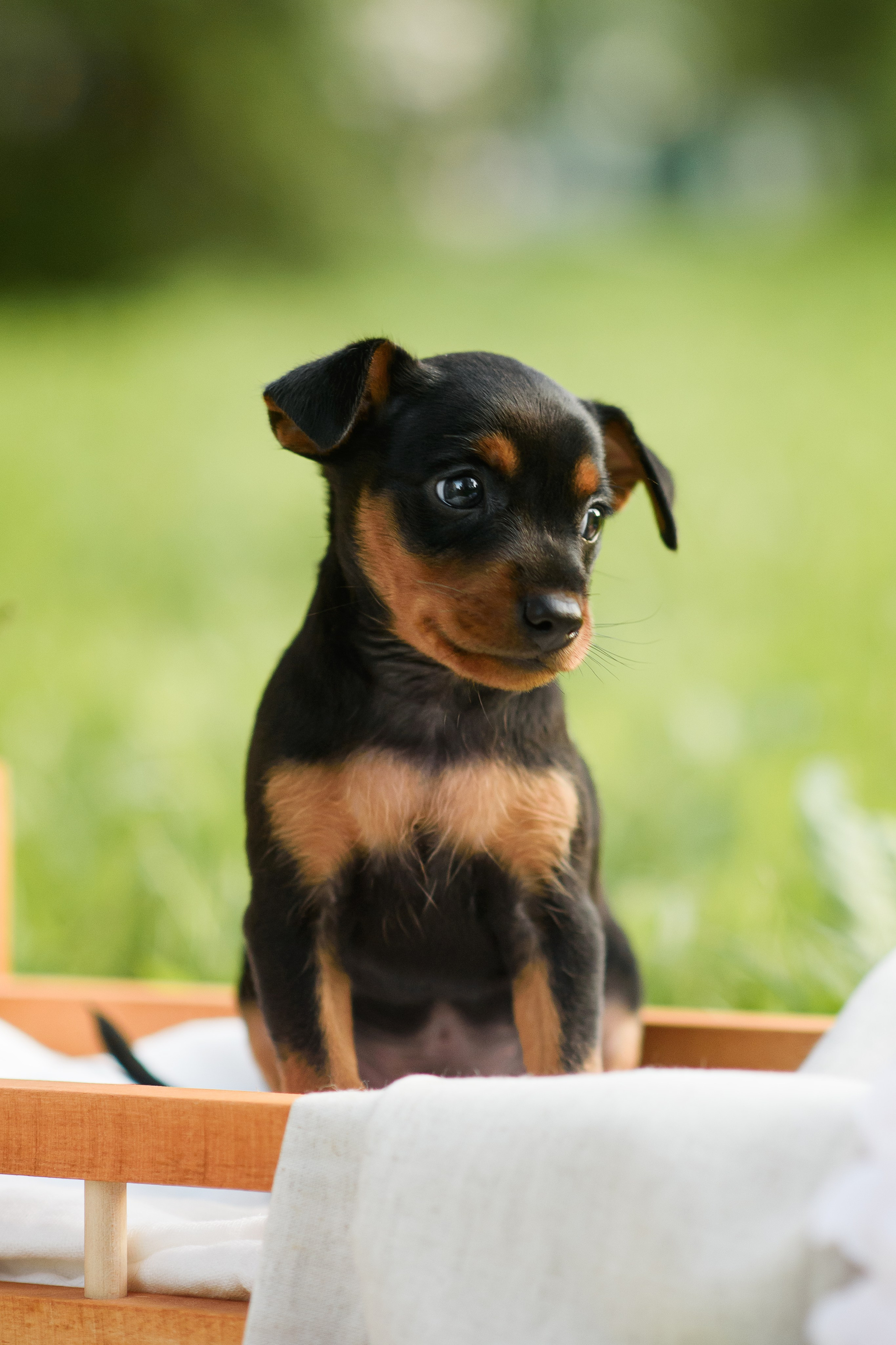 Щенки Пражских крысариков — 03.08.2024. Фотограф — Анималист | Анна Абрамова