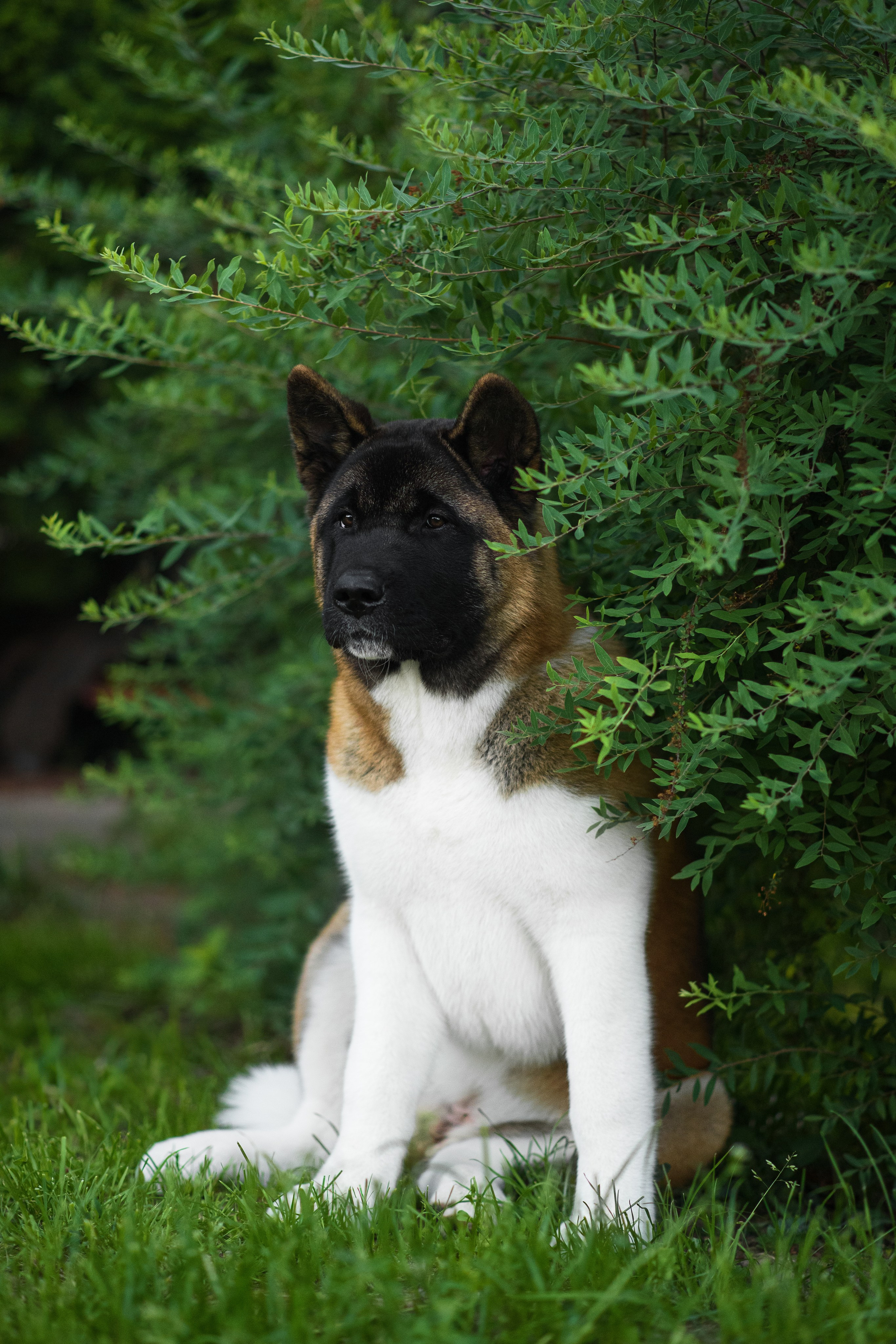 Луна — 21.06.2024. Фотограф — Анималист | Анна Абрамова