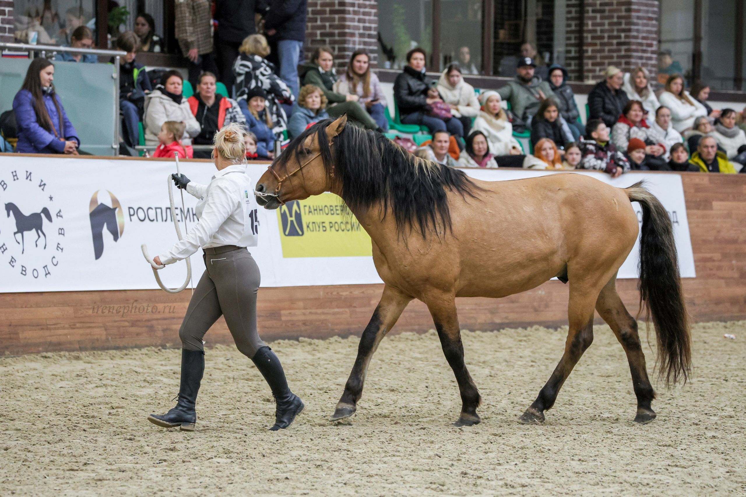 Конная Россия 2024. Irenephoto.ru