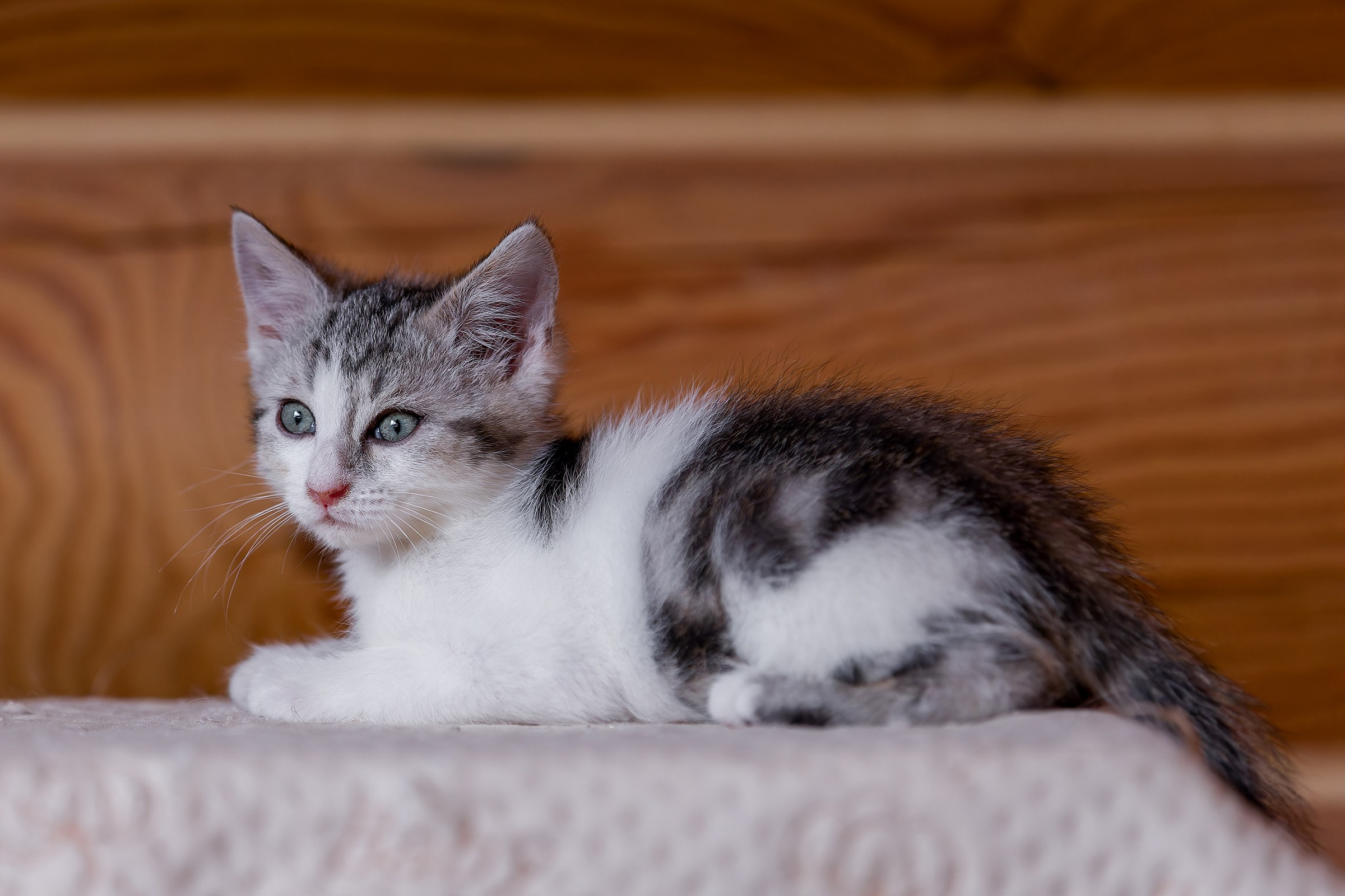 Котята. Irenephoto.ru