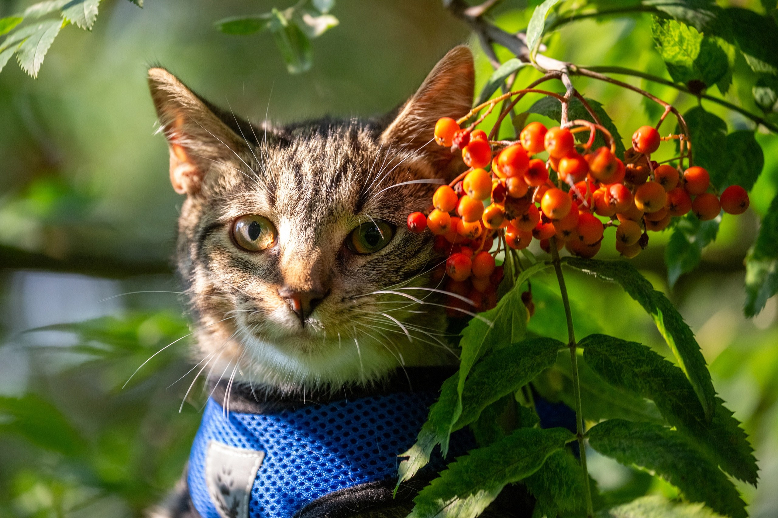 Кошки и котята в приютах. Irenephoto.ru