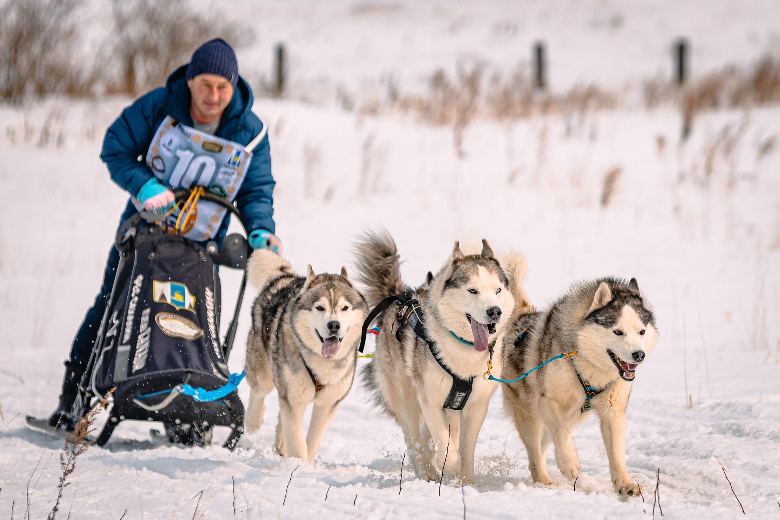 Фестиваль ездового спорта. Фотограф. г. Южно-Сахалинск. Олег Толстов