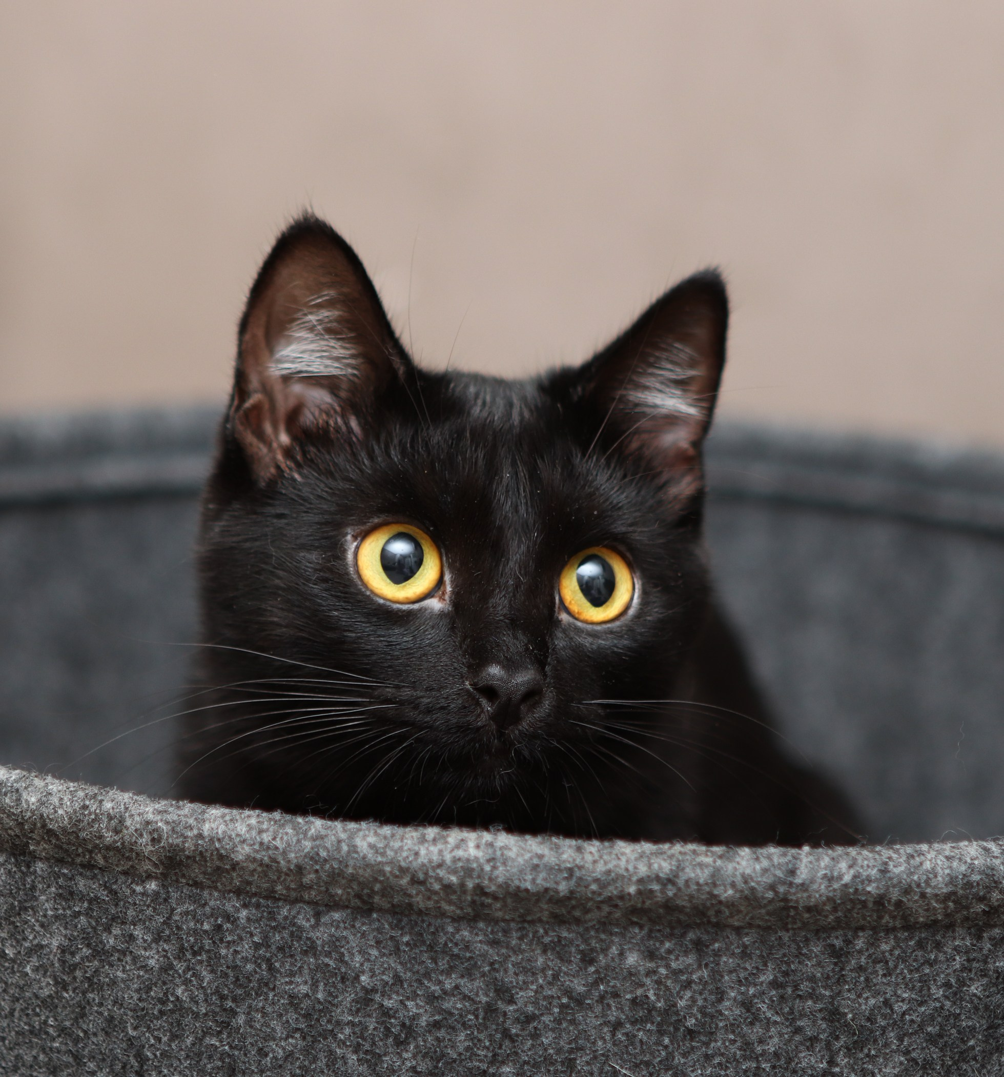 Кошки. Фотограф-анималист Полина Колкова | Москва