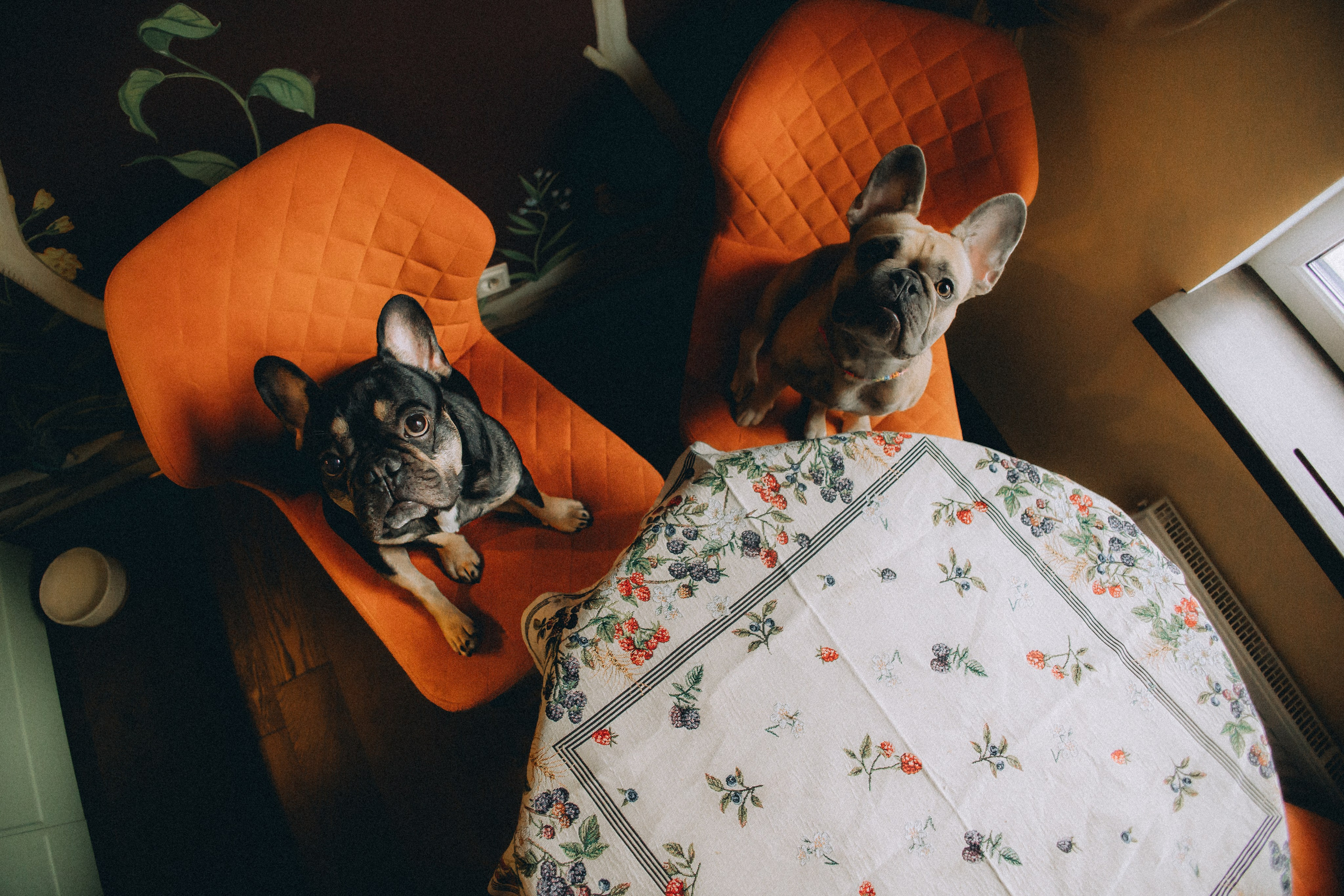 Юля, Мия и Зек