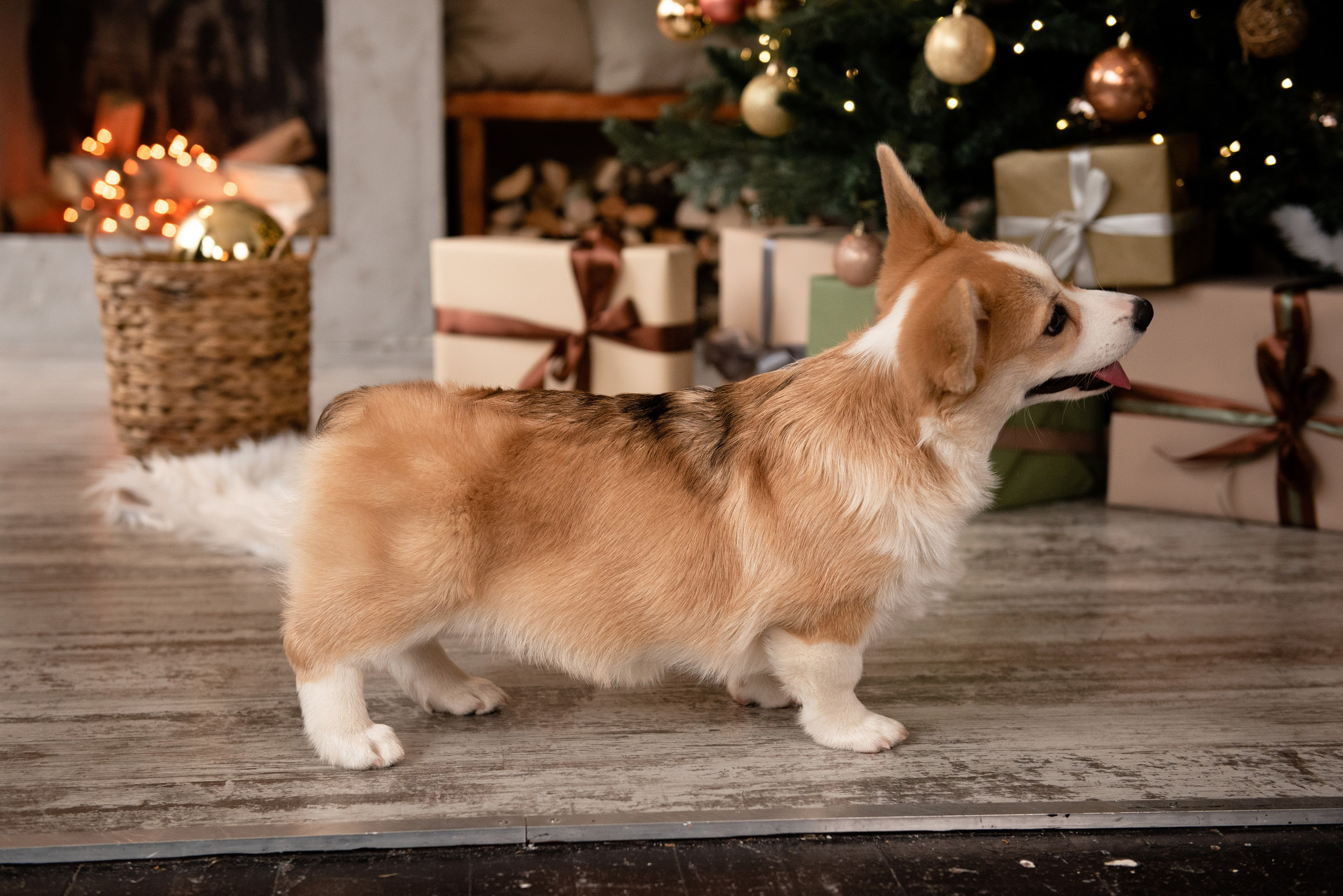Новогодние. Свадебный и семейный Фотограф в Твери Сергей Скорода