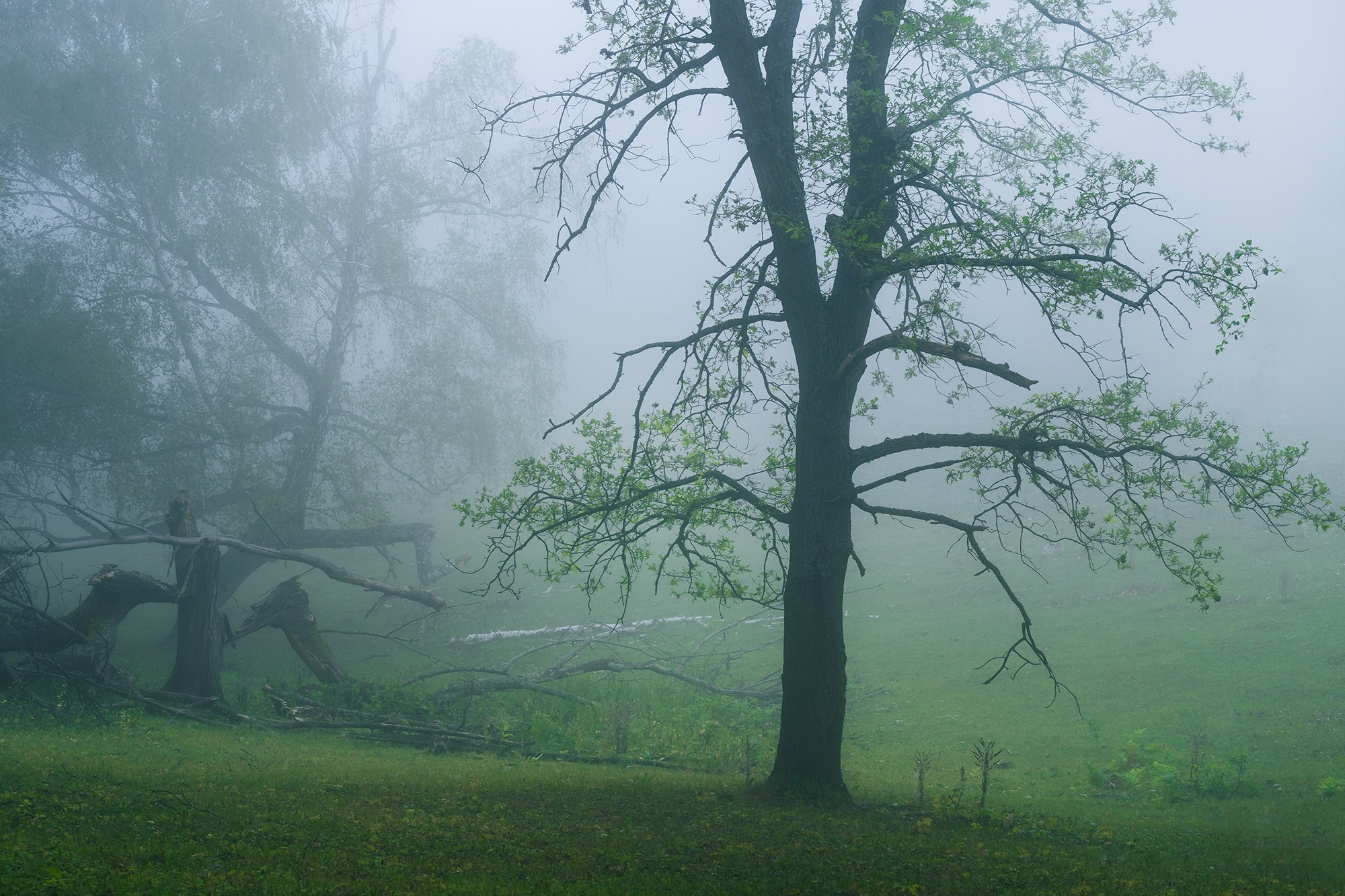 Лето, лес, деревья…. Пейзажный фотограф Руслан Лукманов