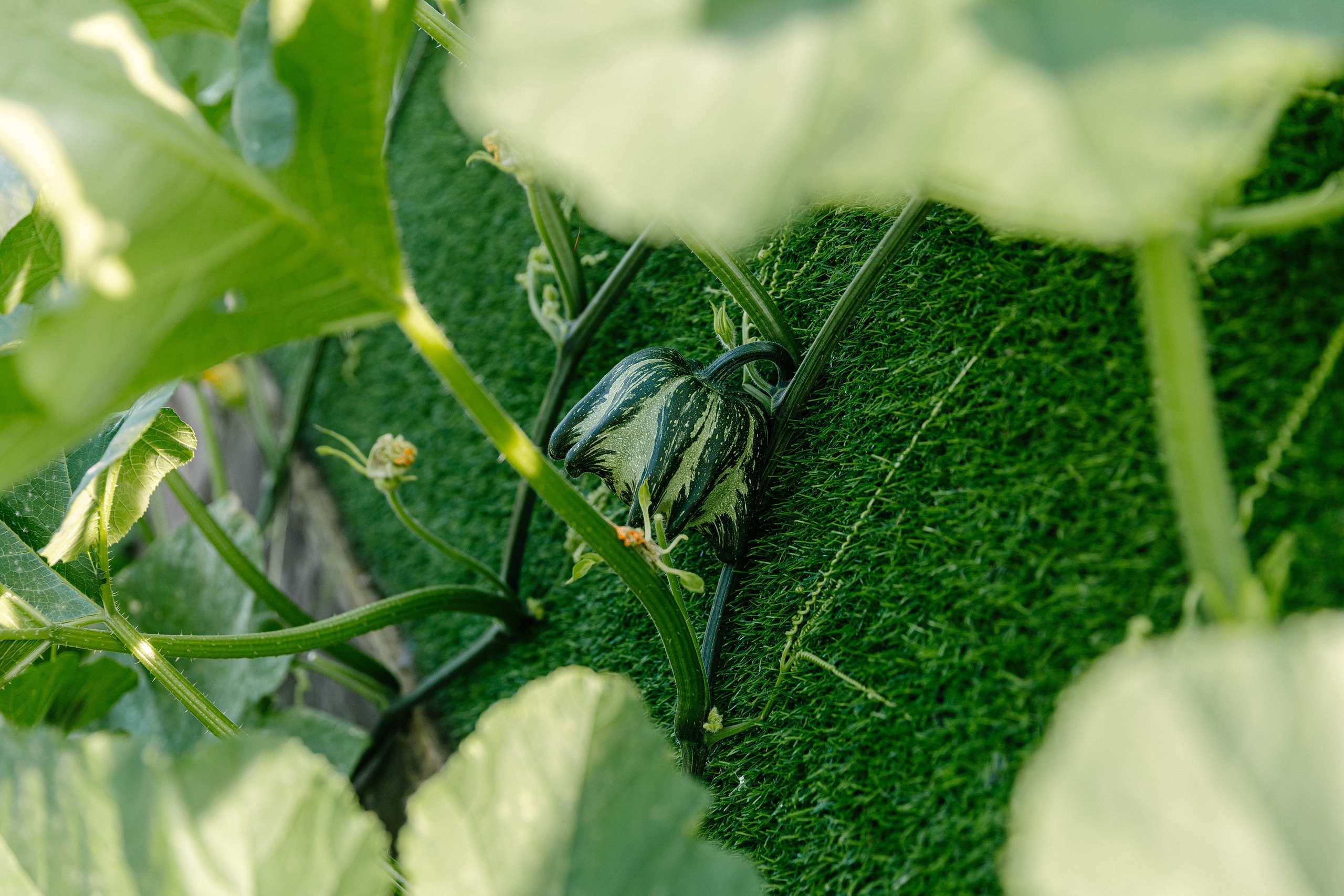 Съёмка объекта недвижимости Хутор Нёттникен. Свадебный, семейный и детский фотограф в Калининграде Елена Кравцова