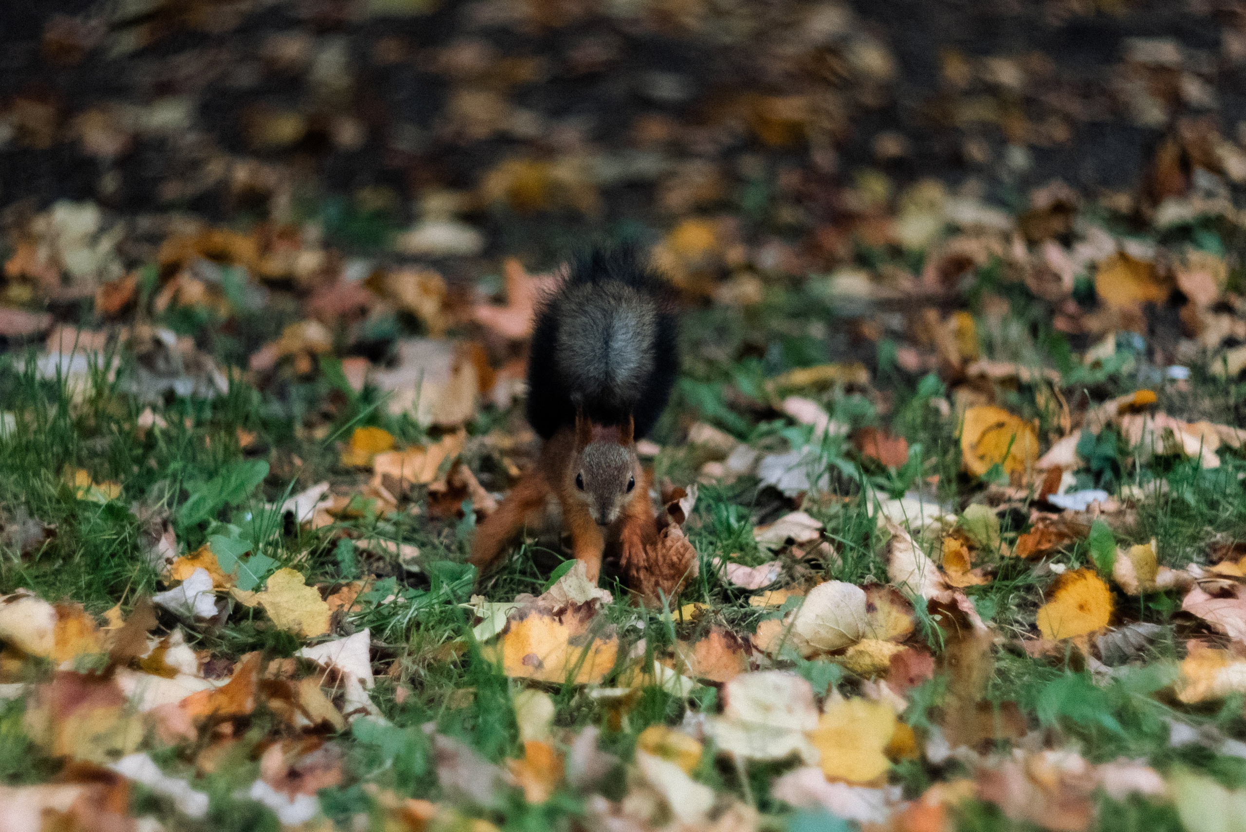 Autumn. Свадебный фотограф Санкт-Петербург DanyaPhotoart
