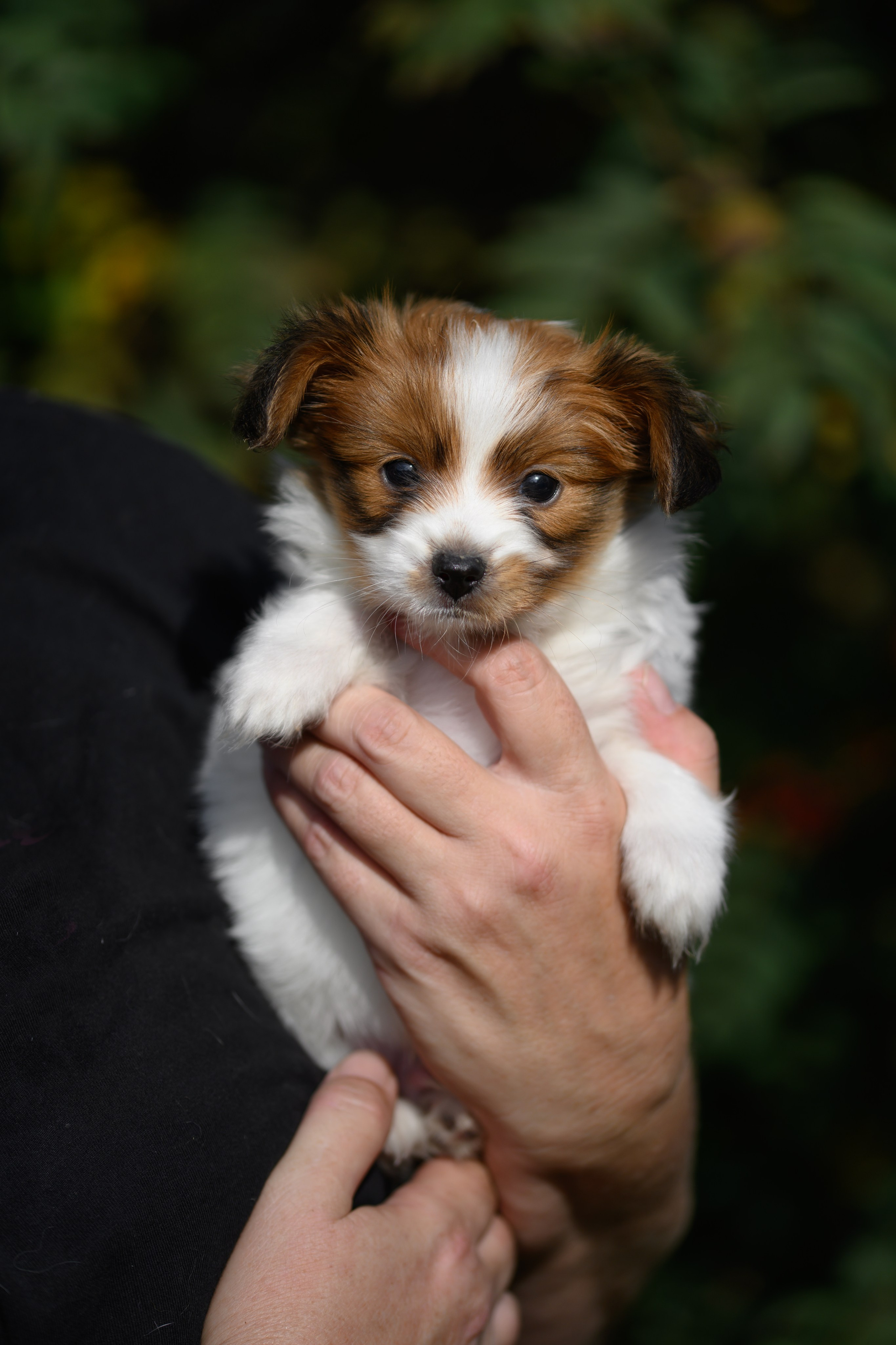 Собаки. FASHION ФОТОГРАФ КАЗАНЬ