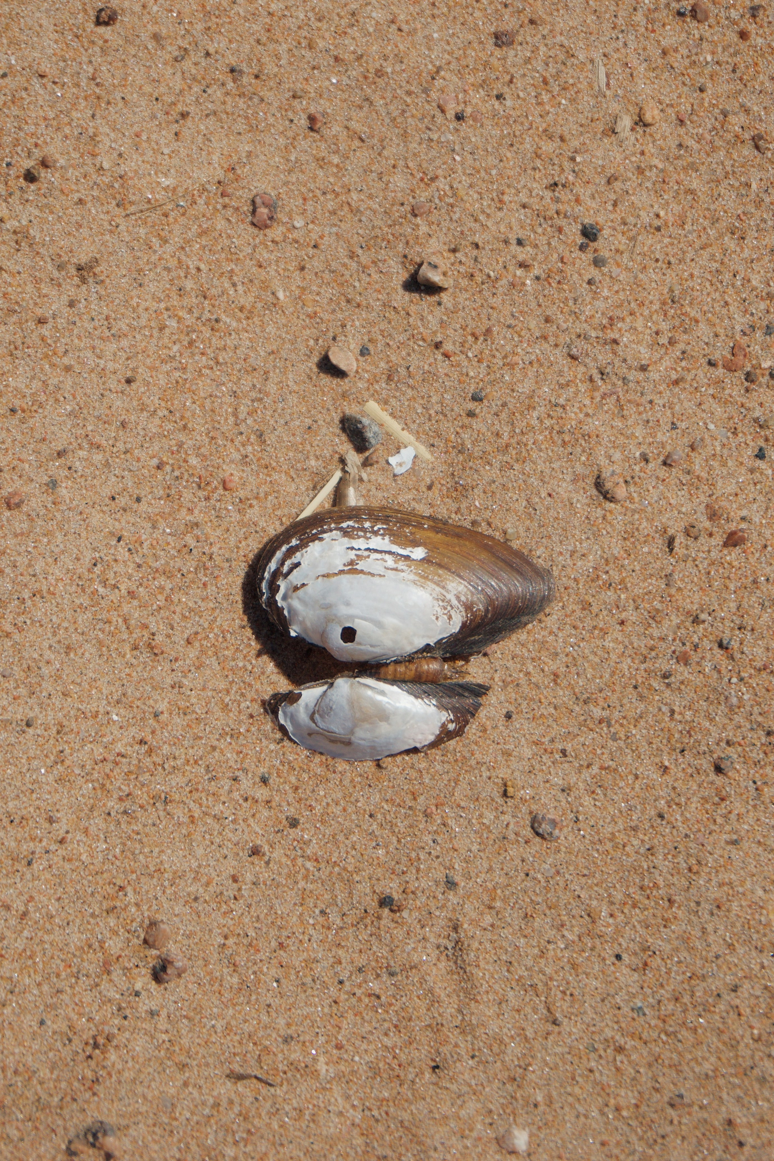 Петербург. Татьян гертье