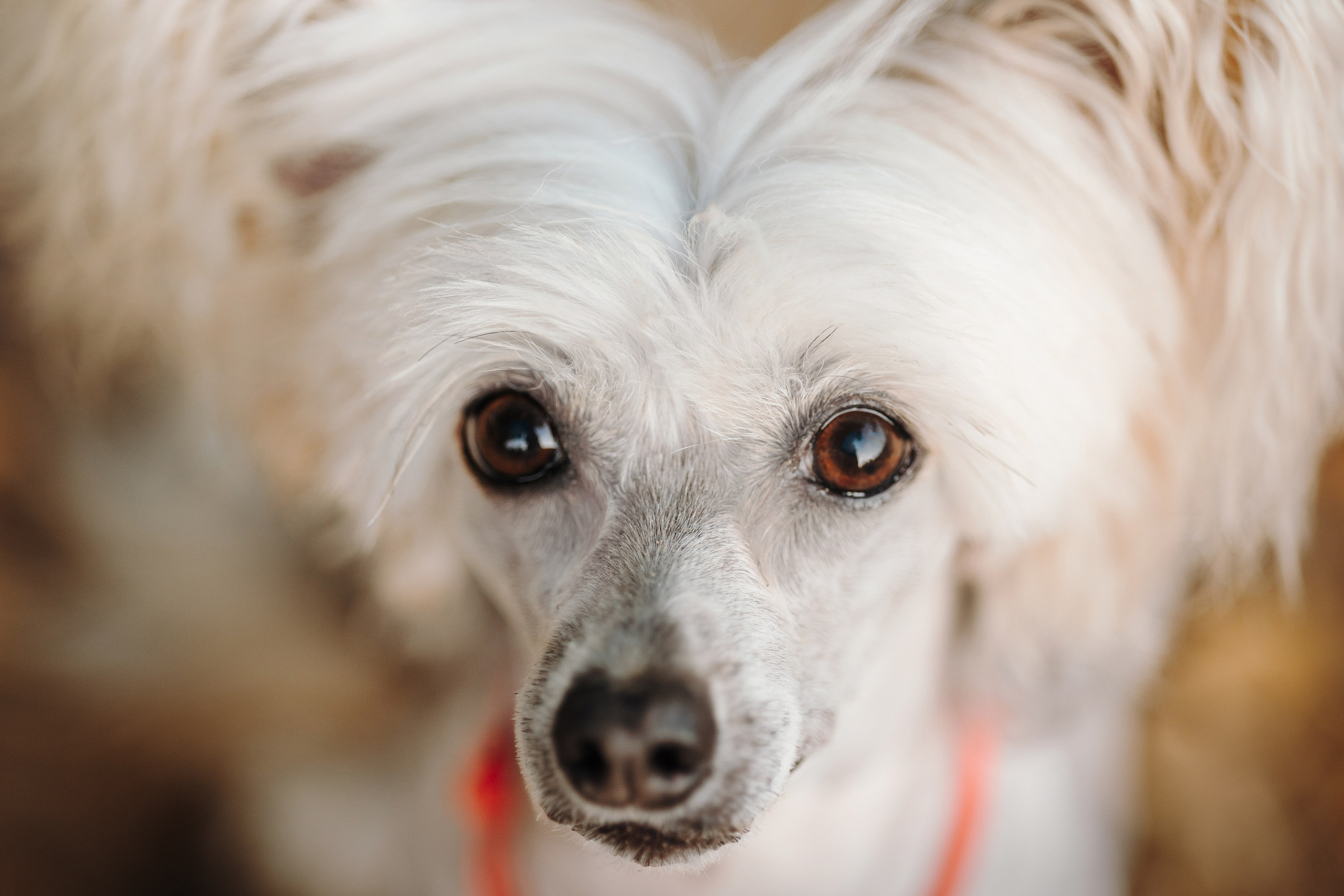 Любовь и ее хвостики. Фотограф — Анималист | Санкт-Петербург
