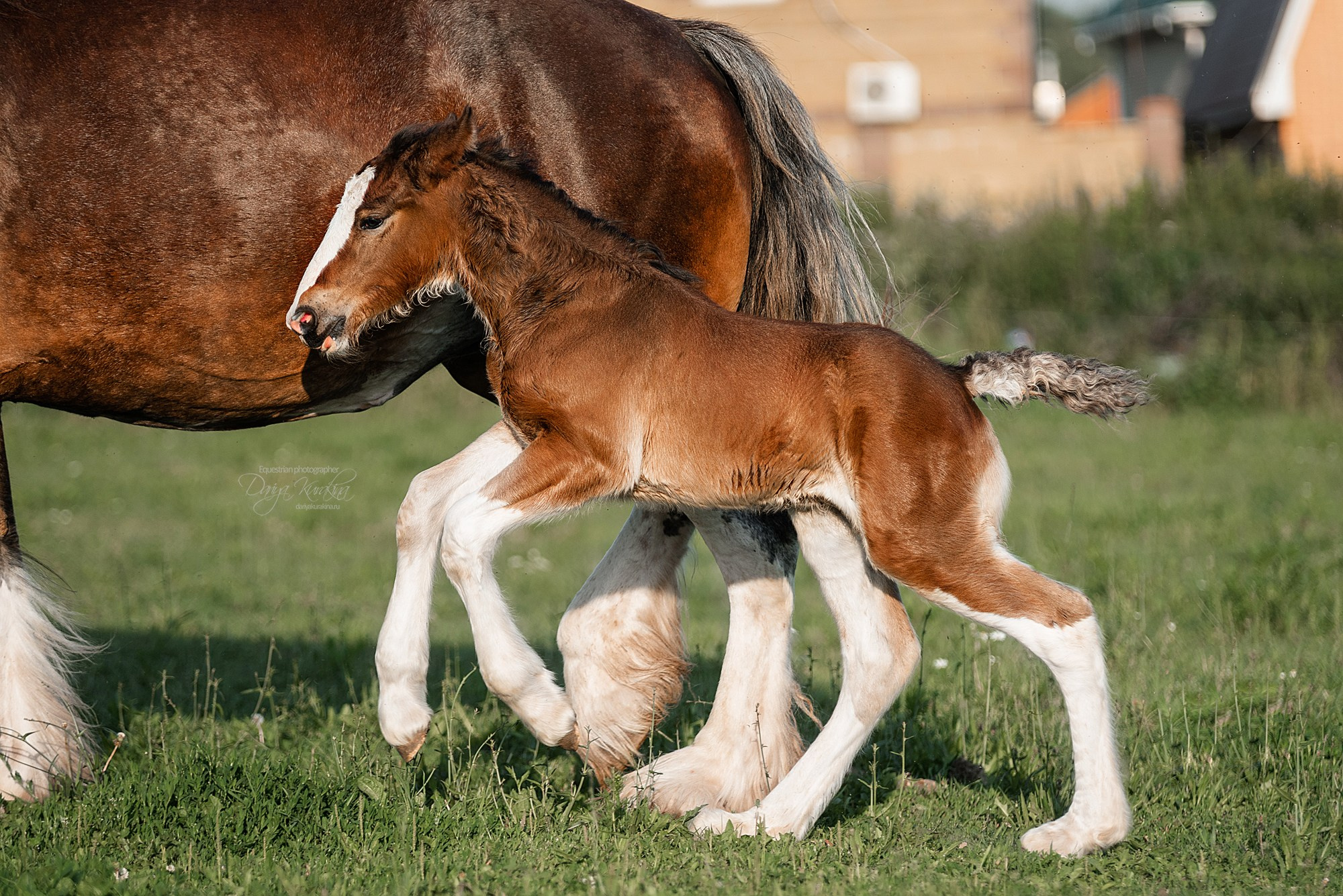 Рапунцель и Квини. Конный фотограф Куракина Дарья • Фотосессии с лошадьми