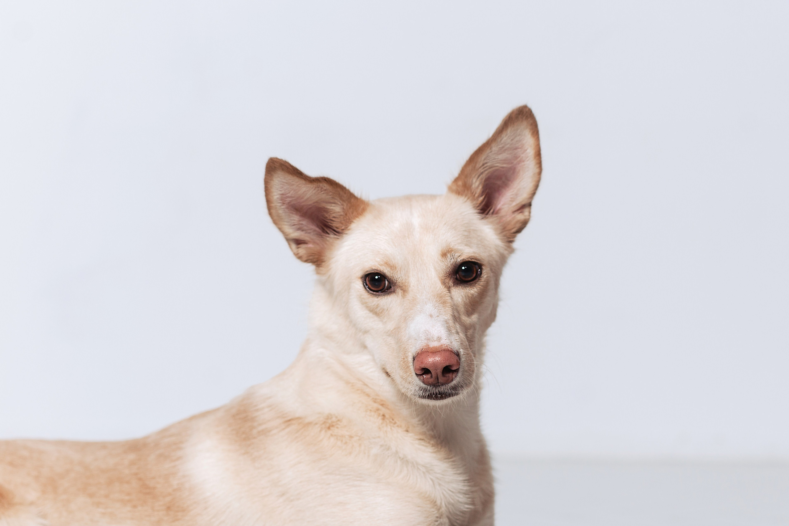 Студийная съемка 2 собак 2024. Фотограф-анималист Татьяна Степанова