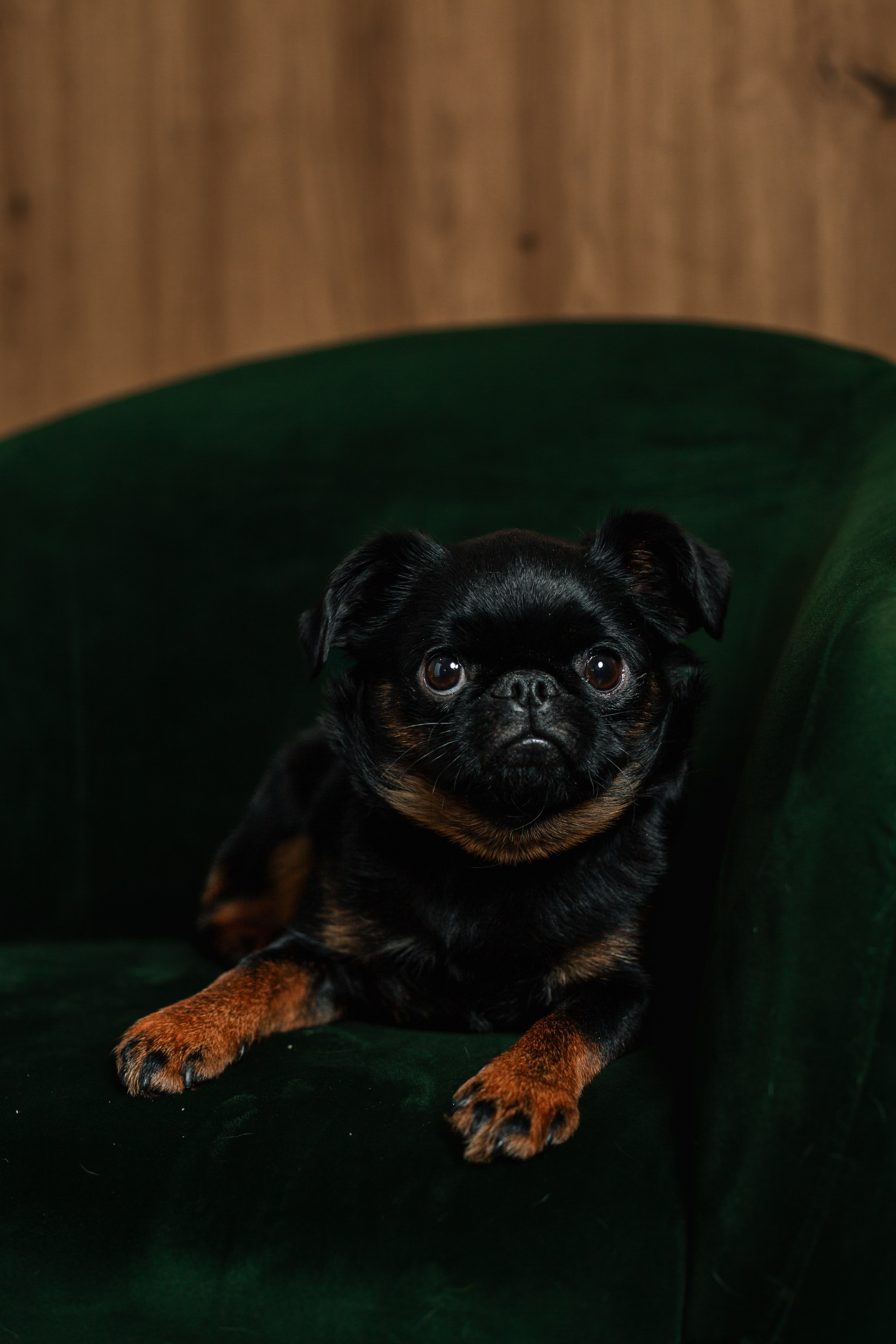 Бульвстреча 2025. Фотограф-анималист Татьяна Степанова