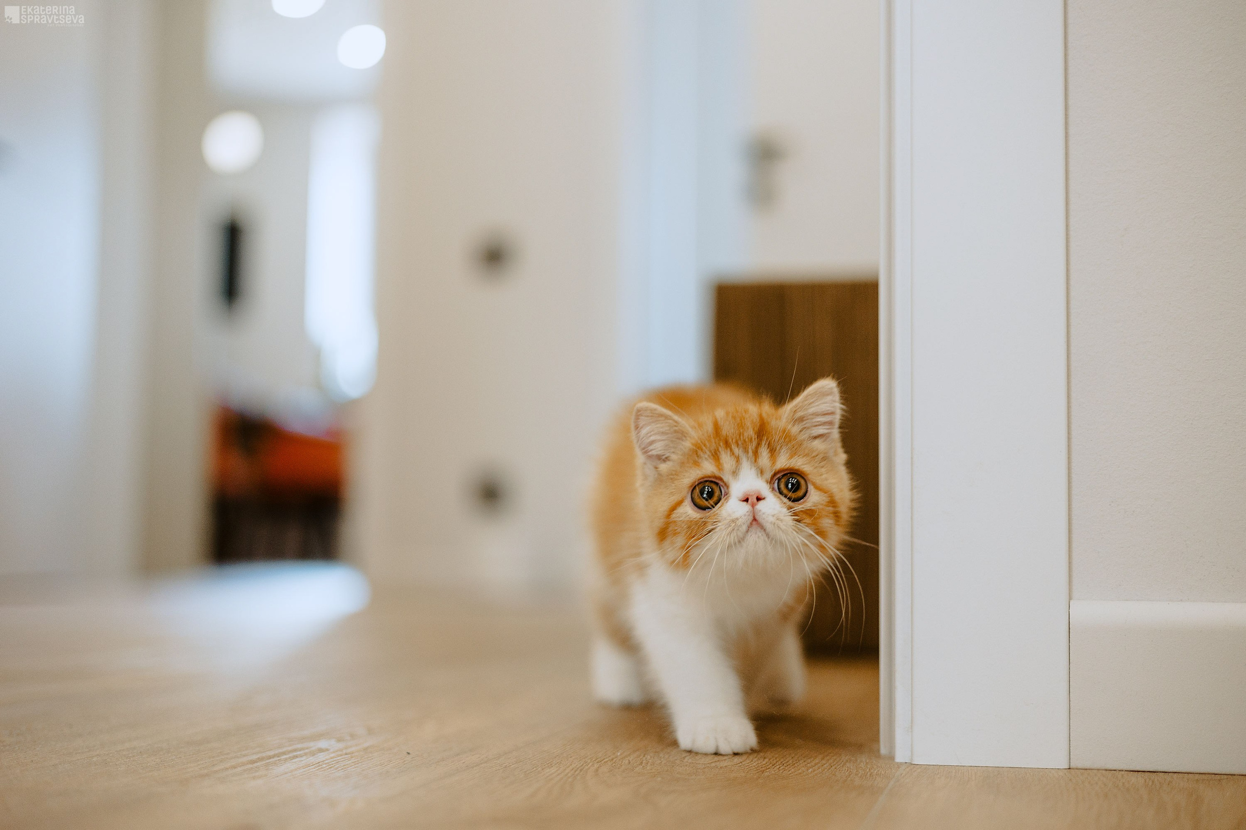 Малыш Уникум, Лиза и Миша. Фотограф Анималист Екатерина Справцева в Нижнем Новгороде