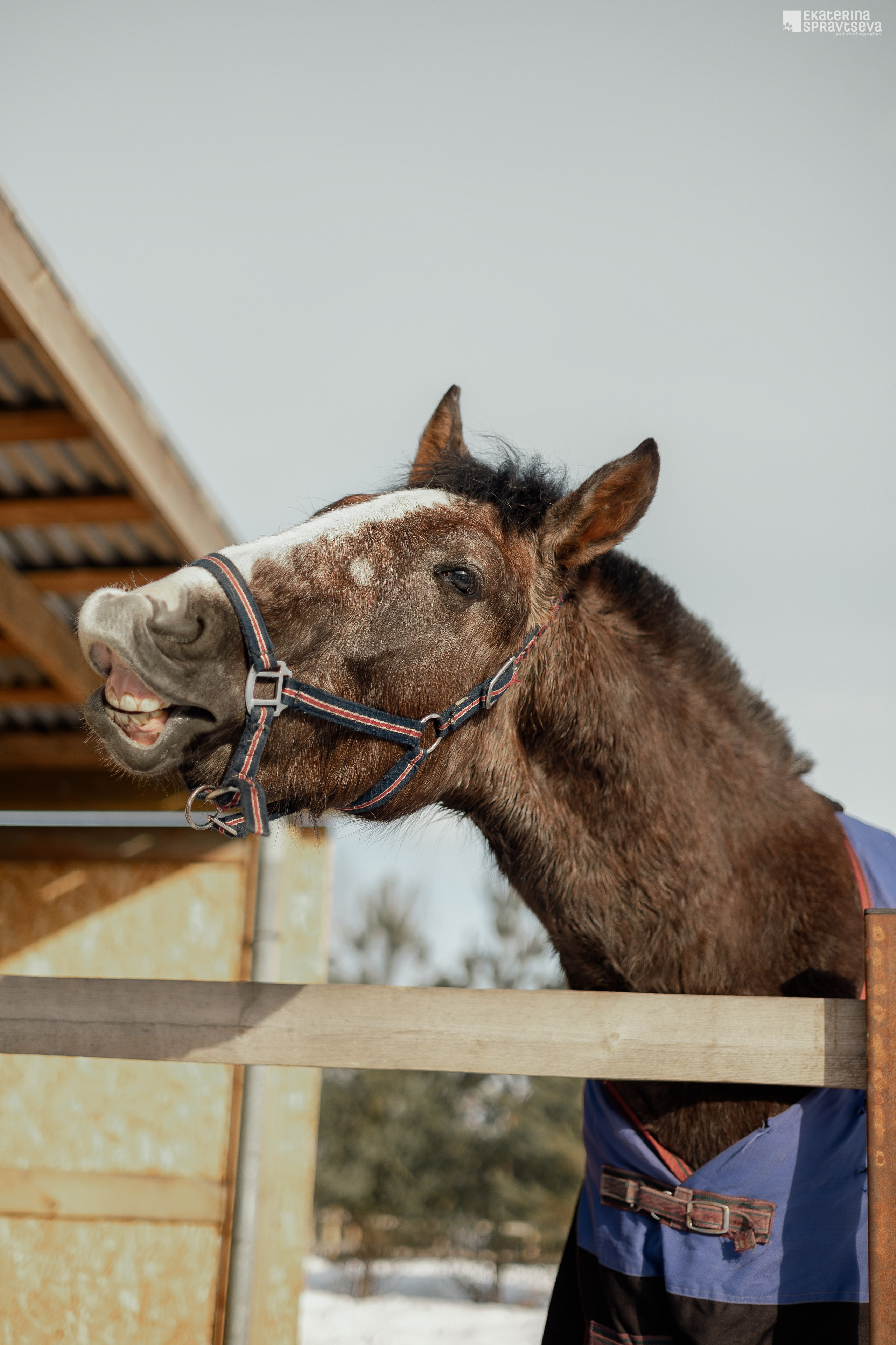 Среди грив и копыт. Фотограф Анималист Екатерина Справцева в Нижнем Новгороде