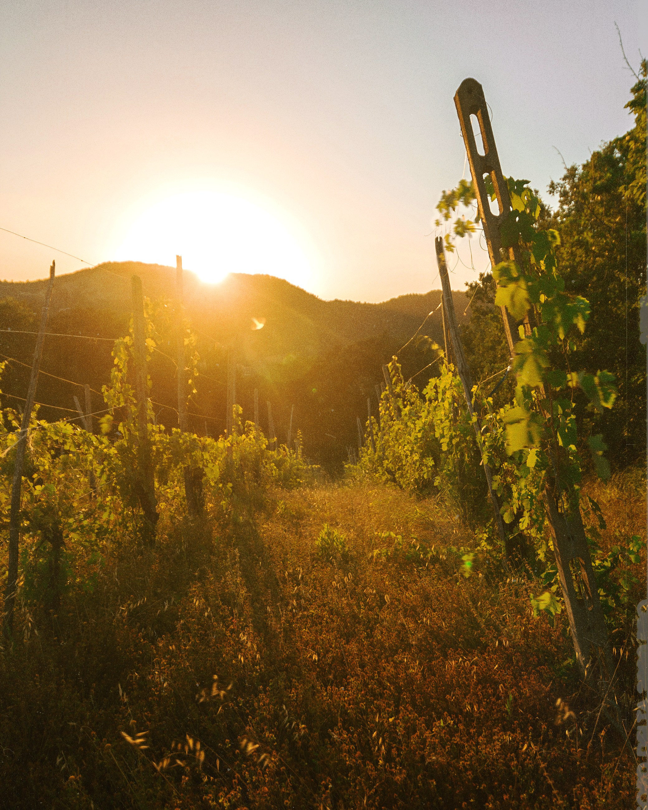 N a t u r e. Your photographer