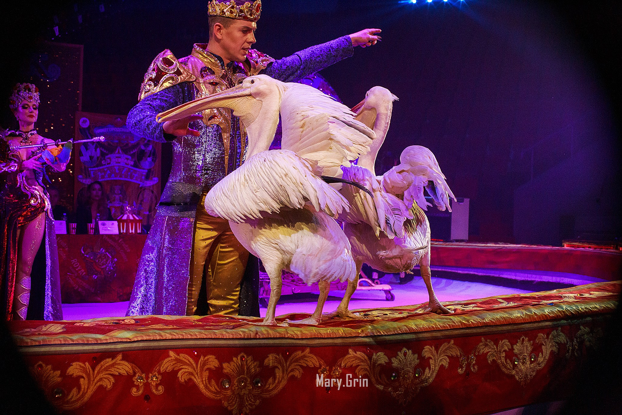 Цирк Гии Эрадзе. Детский и семейный фотограф, фотограф мероприятий Нижний Новгород