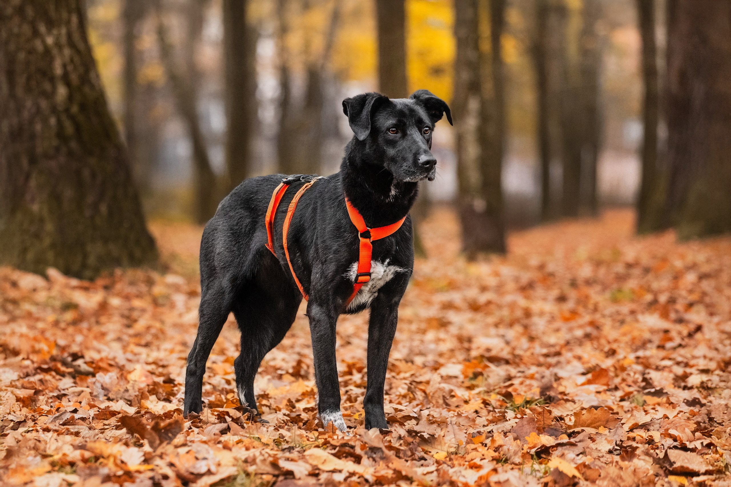 Собаки из приюта Дубовая роща осень 2025. Фотограф-анималист Татьяна Степанова