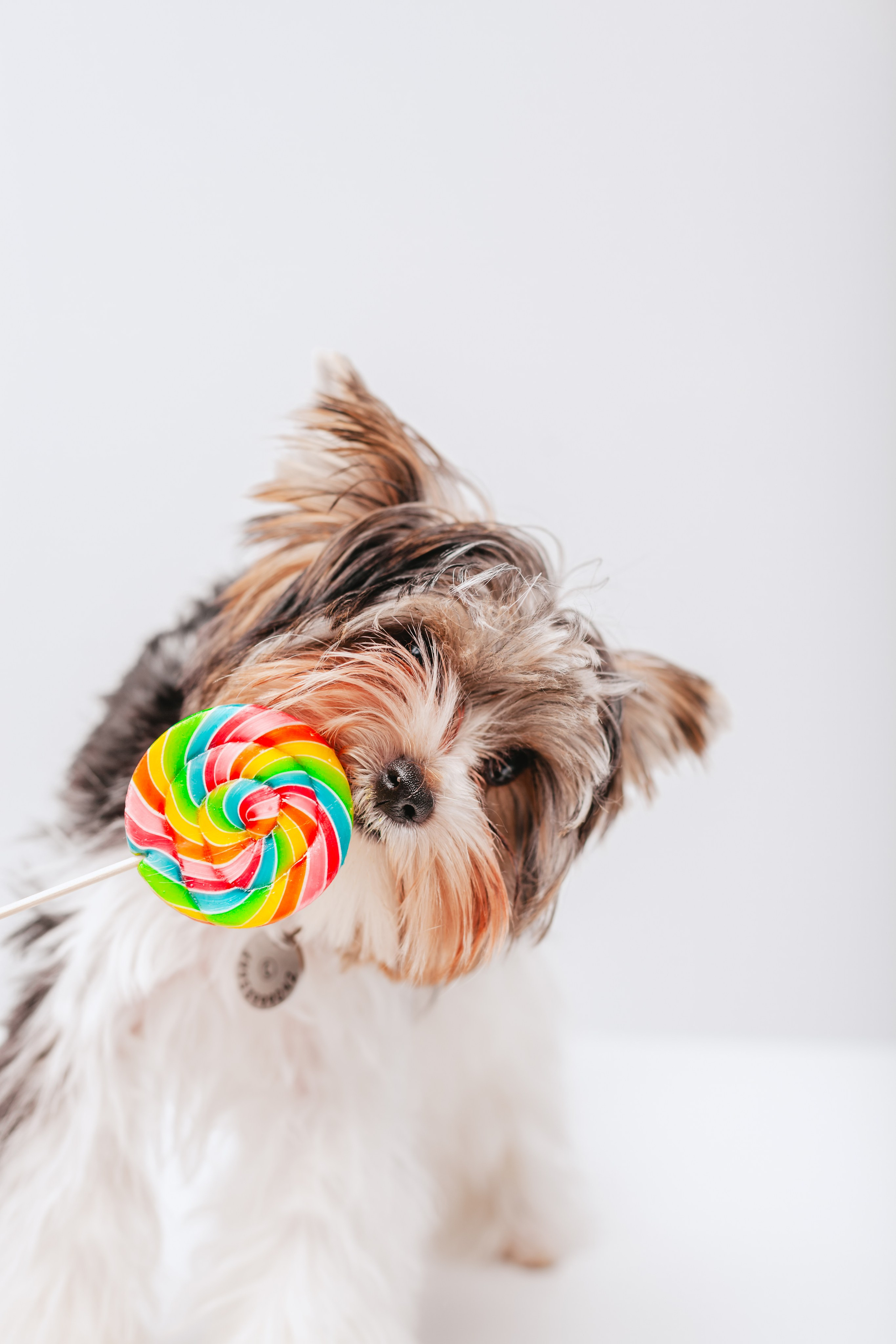 Студия близняшки. Фотограф-анималист Татьяна Степанова