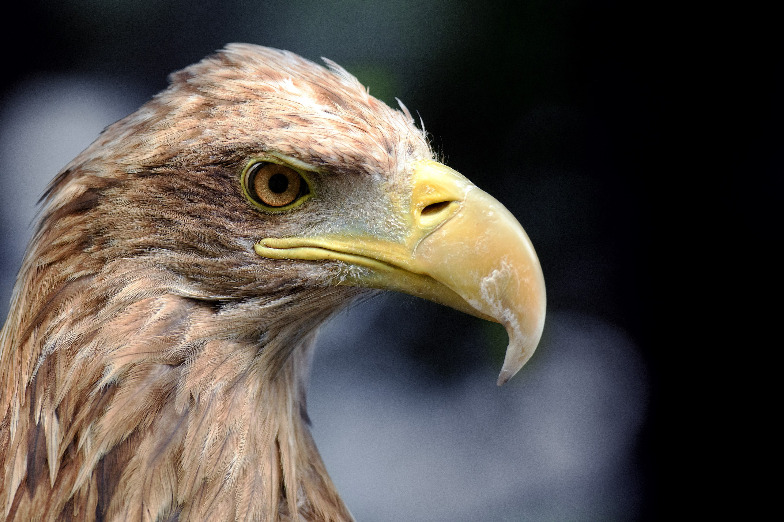 Портреты. Профессиональная фотосъемка. Ростов-на-Дону