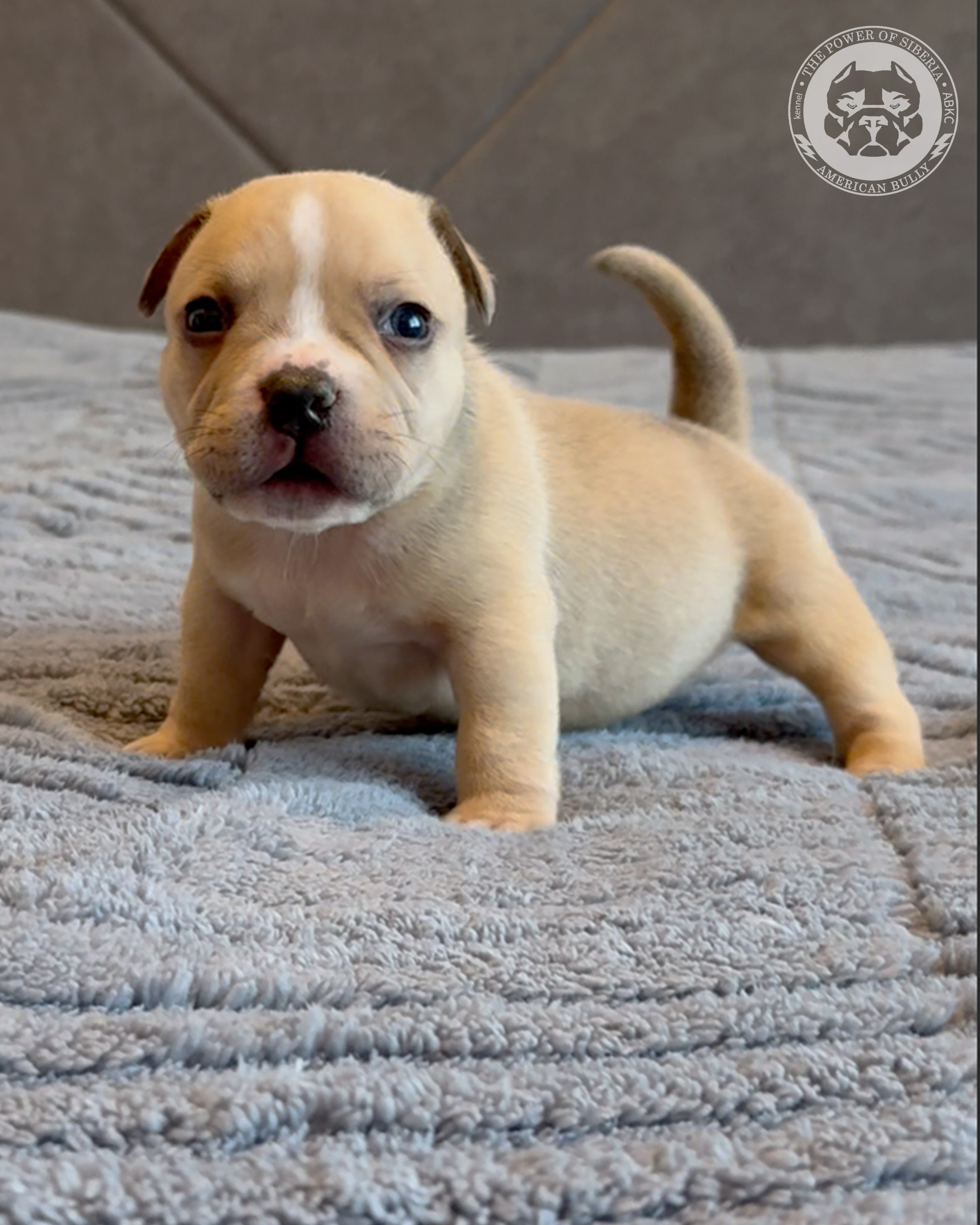 Свободные щенки Американский Булли, в типах покет, классик, стандарт. Американский Булли в г. Ростов-на-Дону. Питомник THE POWER OF SIBERIA