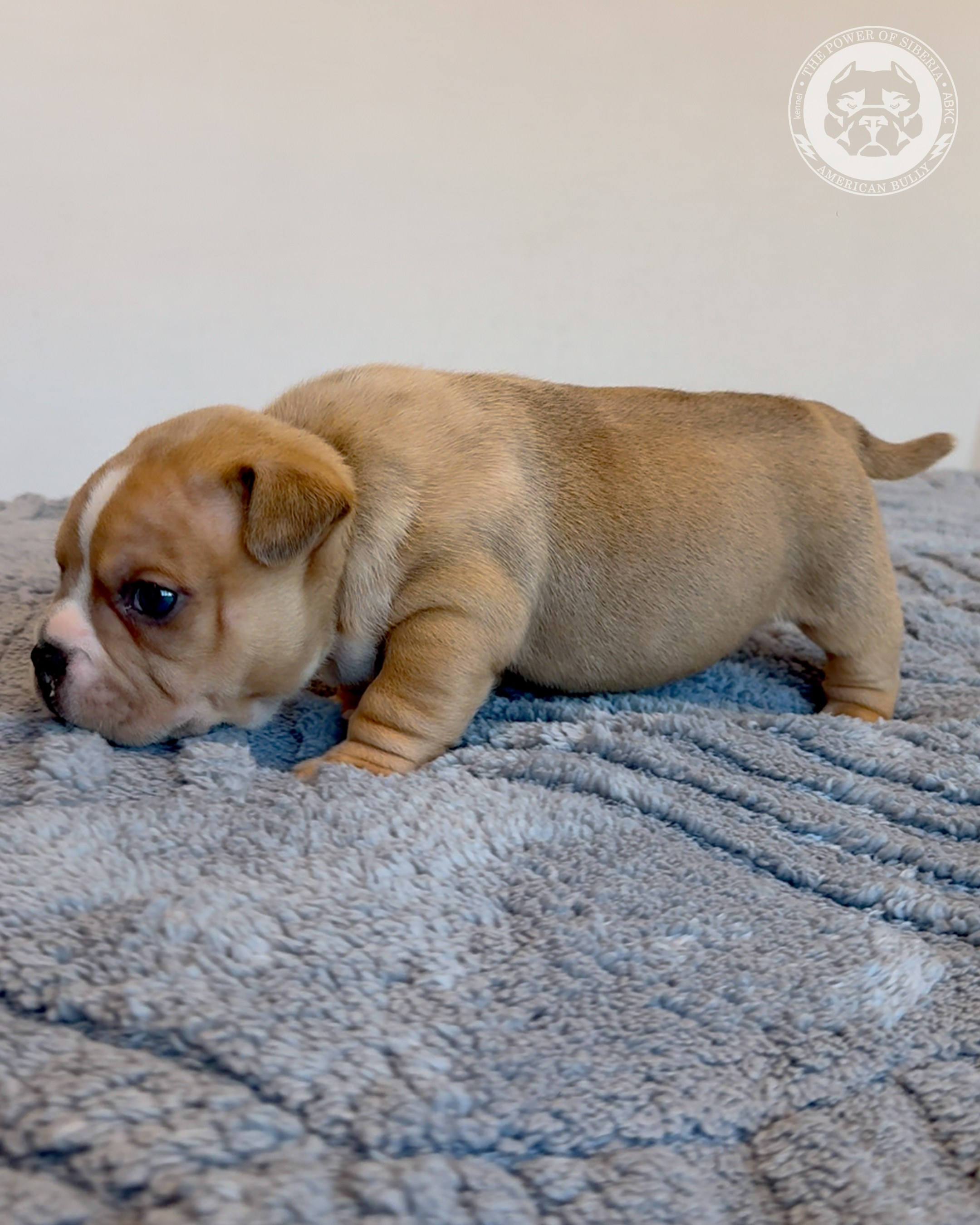 Свободные щенки Американский Булли, в типах покет, классик, стандарт. Американский Булли в г. Ростов-на-Дону. Питомник THE POWER OF SIBERIA