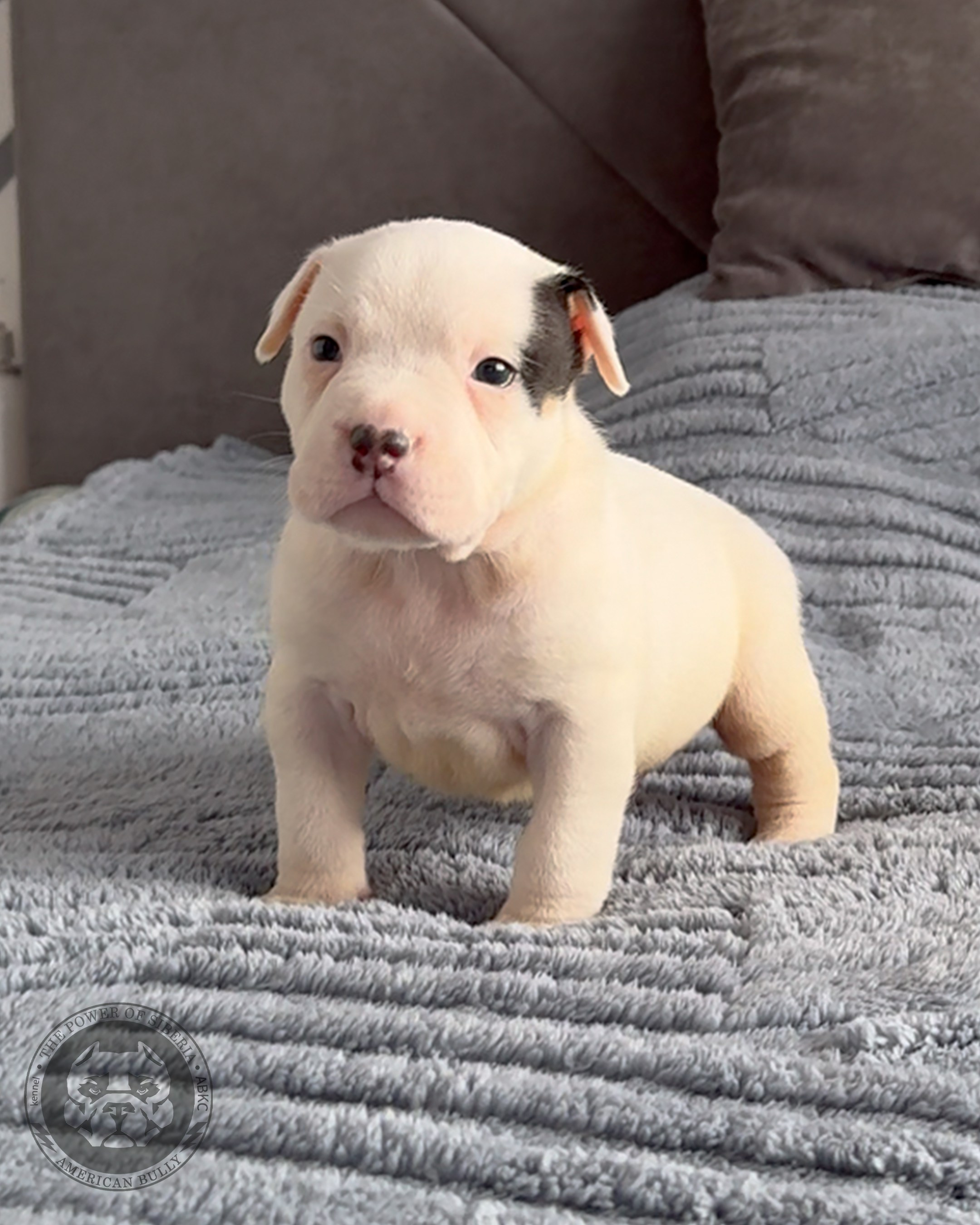 Свободные щенки Американский Булли, в типах покет, классик, стандарт. Американский Булли в г. Ростов-на-Дону. Питомник THE POWER OF SIBERIA