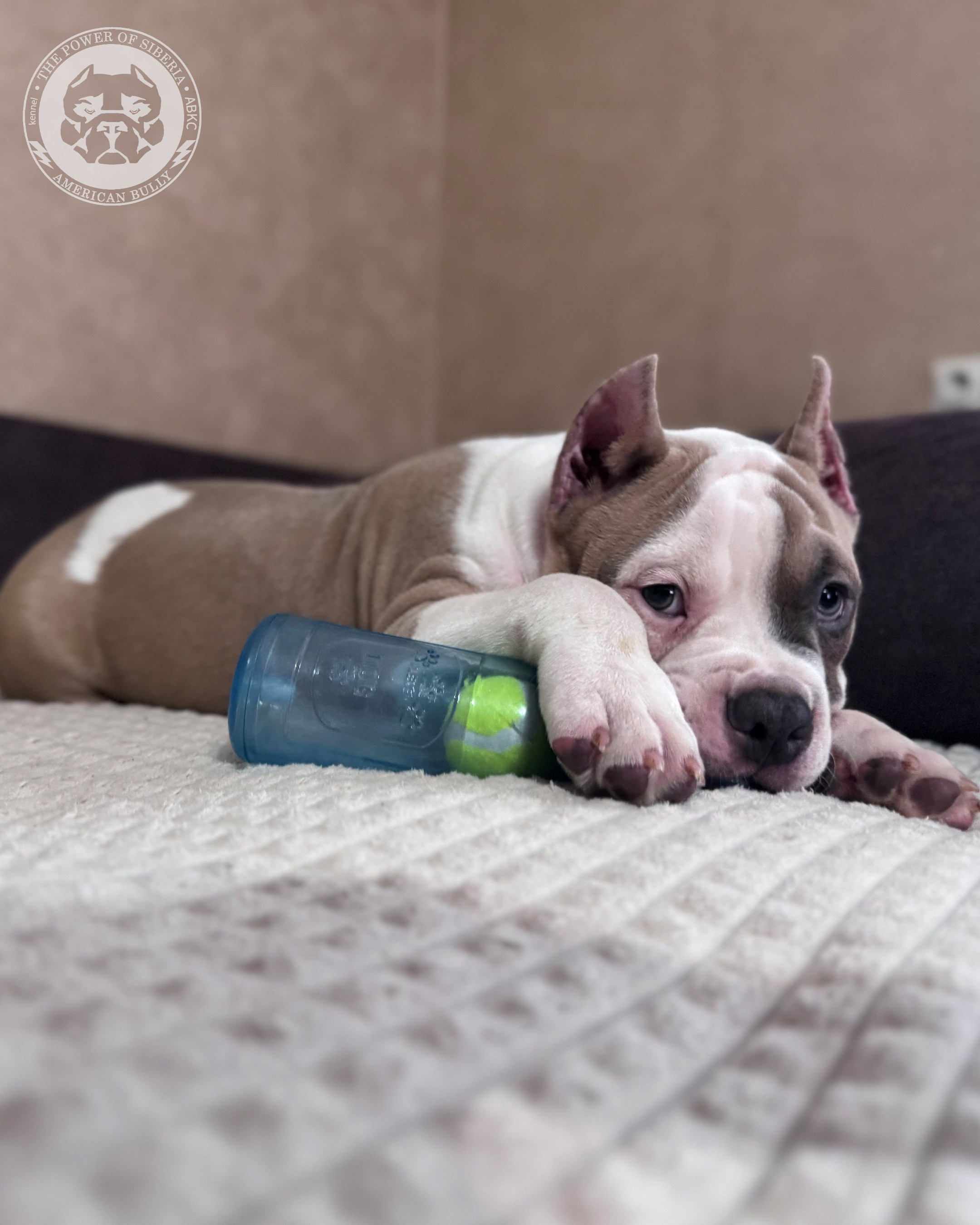 Свободные щенки Американский Булли, в типах покет, классик, стандарт. Американский Булли в г. Ростов-на-Дону. Питомник THE POWER OF SIBERIA