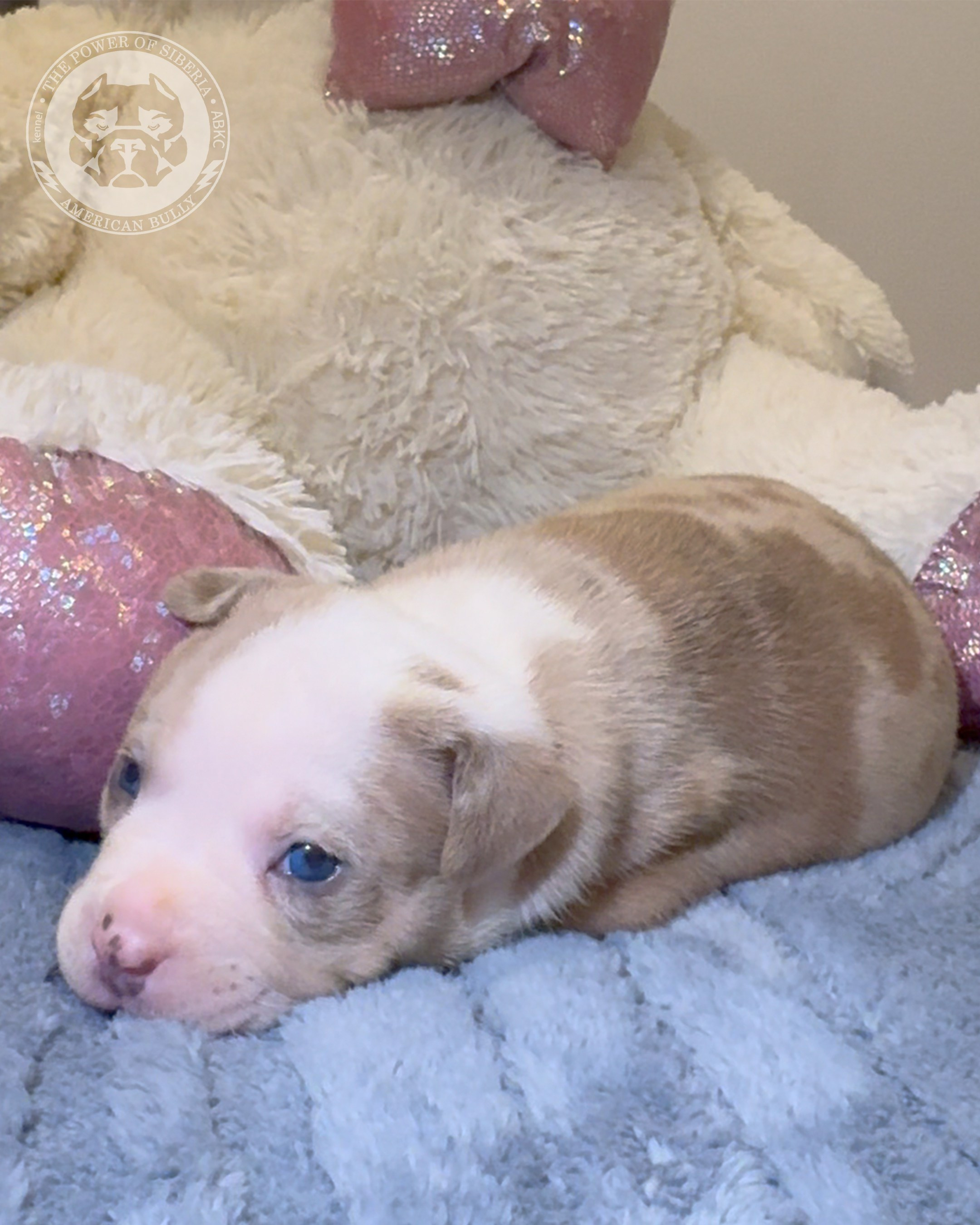 Свободные щенки Американский Булли, в типах покет, классик, стандарт. Американский Булли в г. Ростов-на-Дону. Питомник THE POWER OF SIBERIA