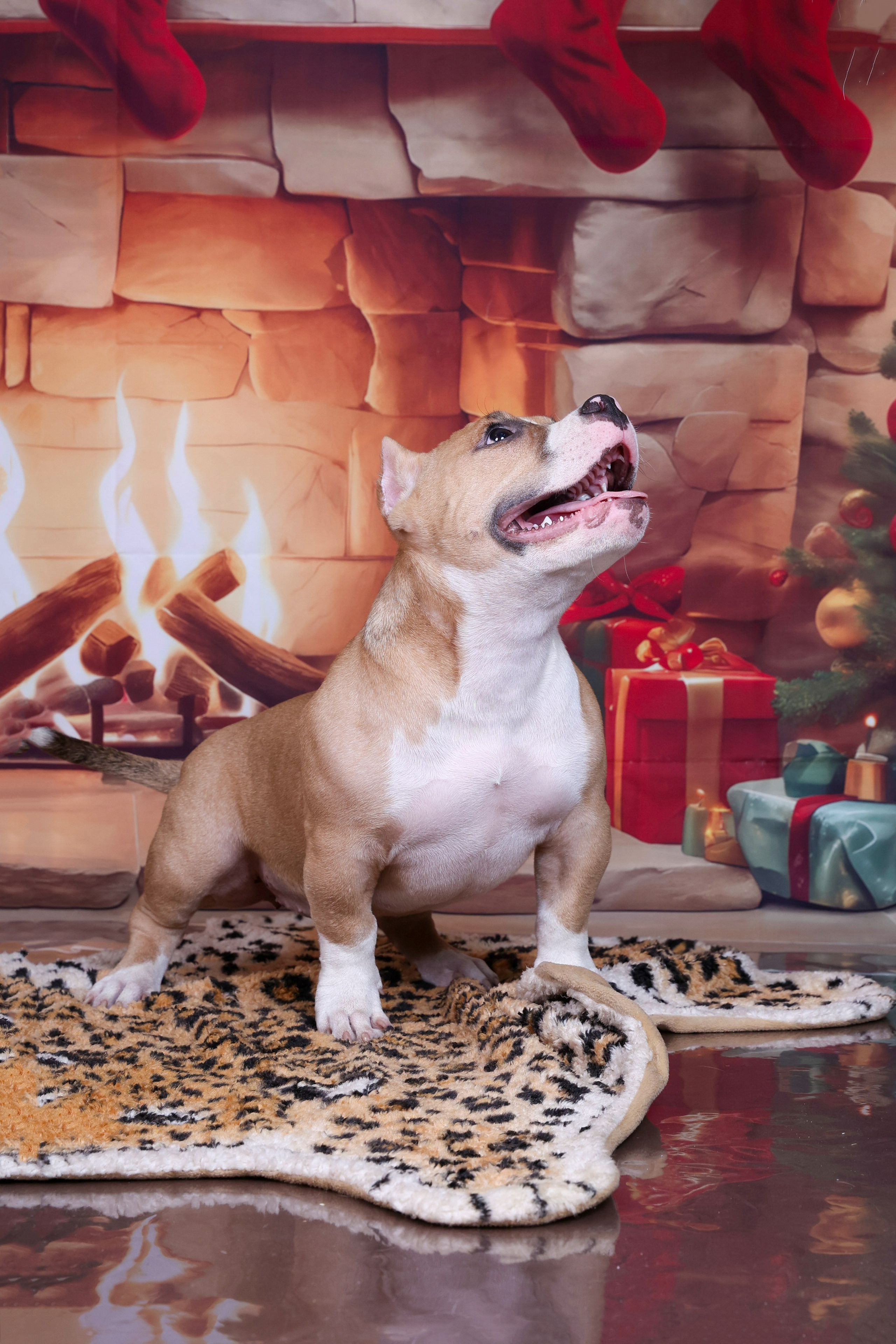 Американский булли!. Фотограф 📸 семейный, предметный, репортажный