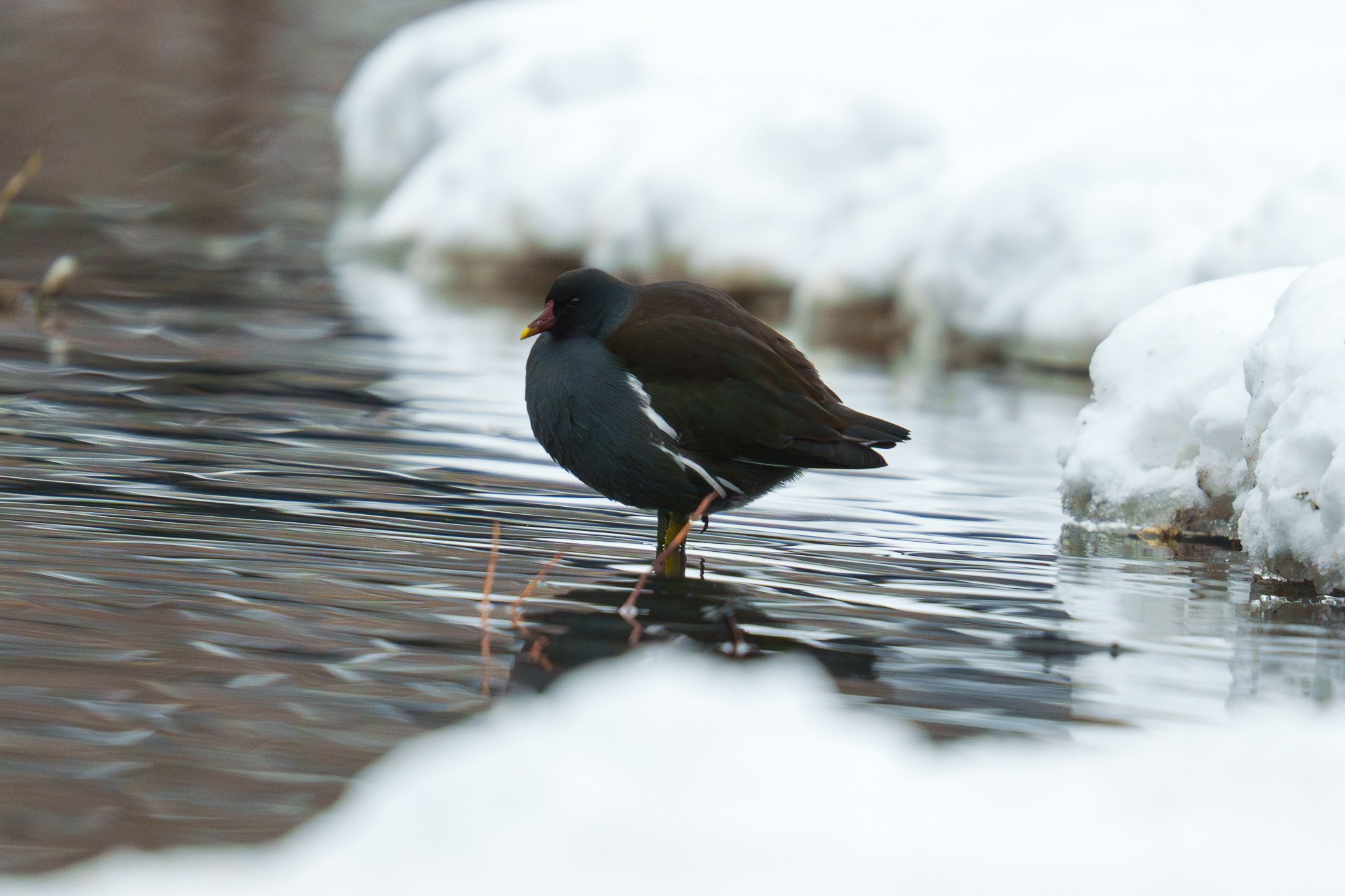 Удивительные мир птиц. Вокруг нас столько прекрасного — присмотритесь!. Ваш личный фотограф Марина Волкова