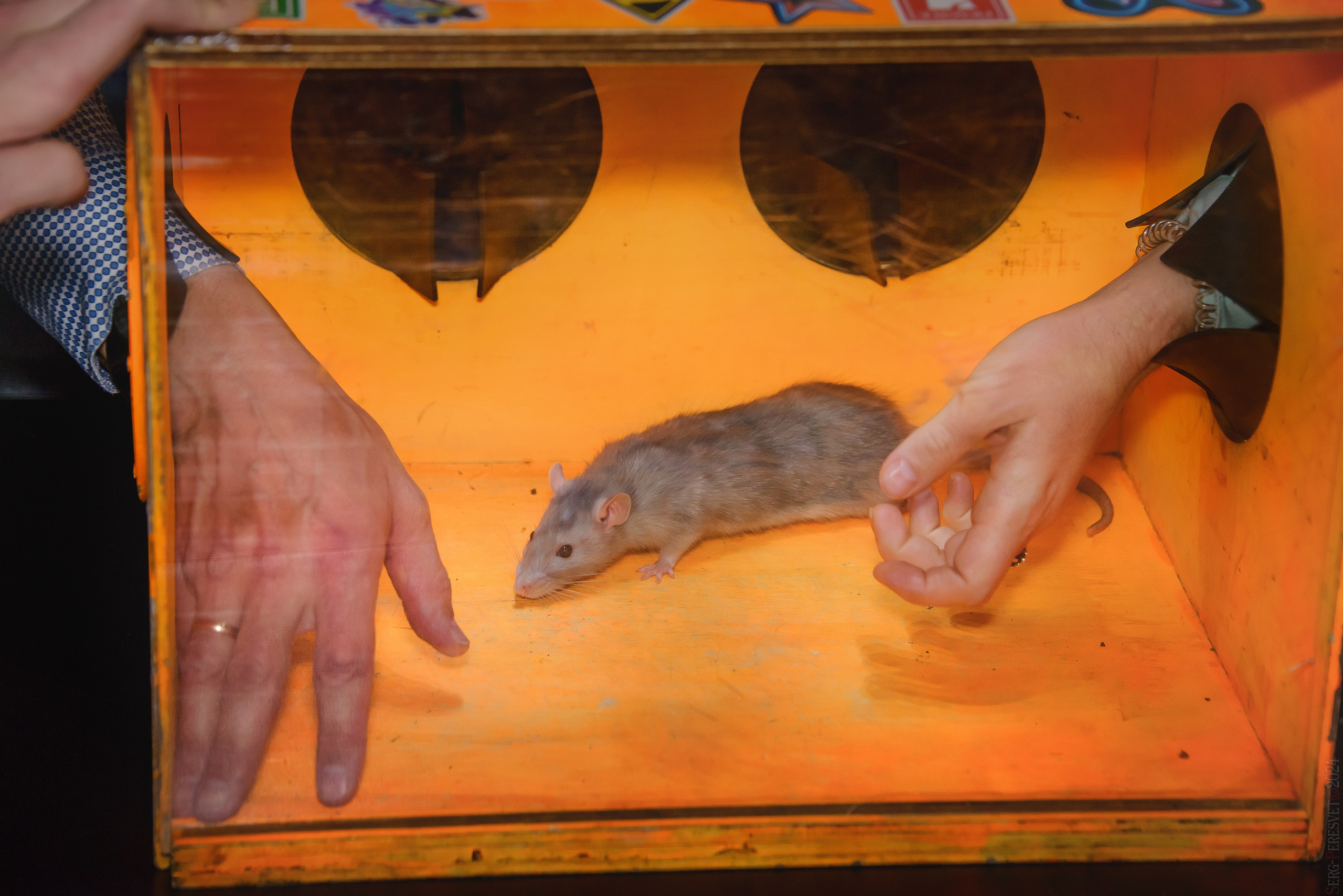 Треш-коробка. Ваш фотограф на праздник в Москве, Раменском, Жуковском, Люберцах