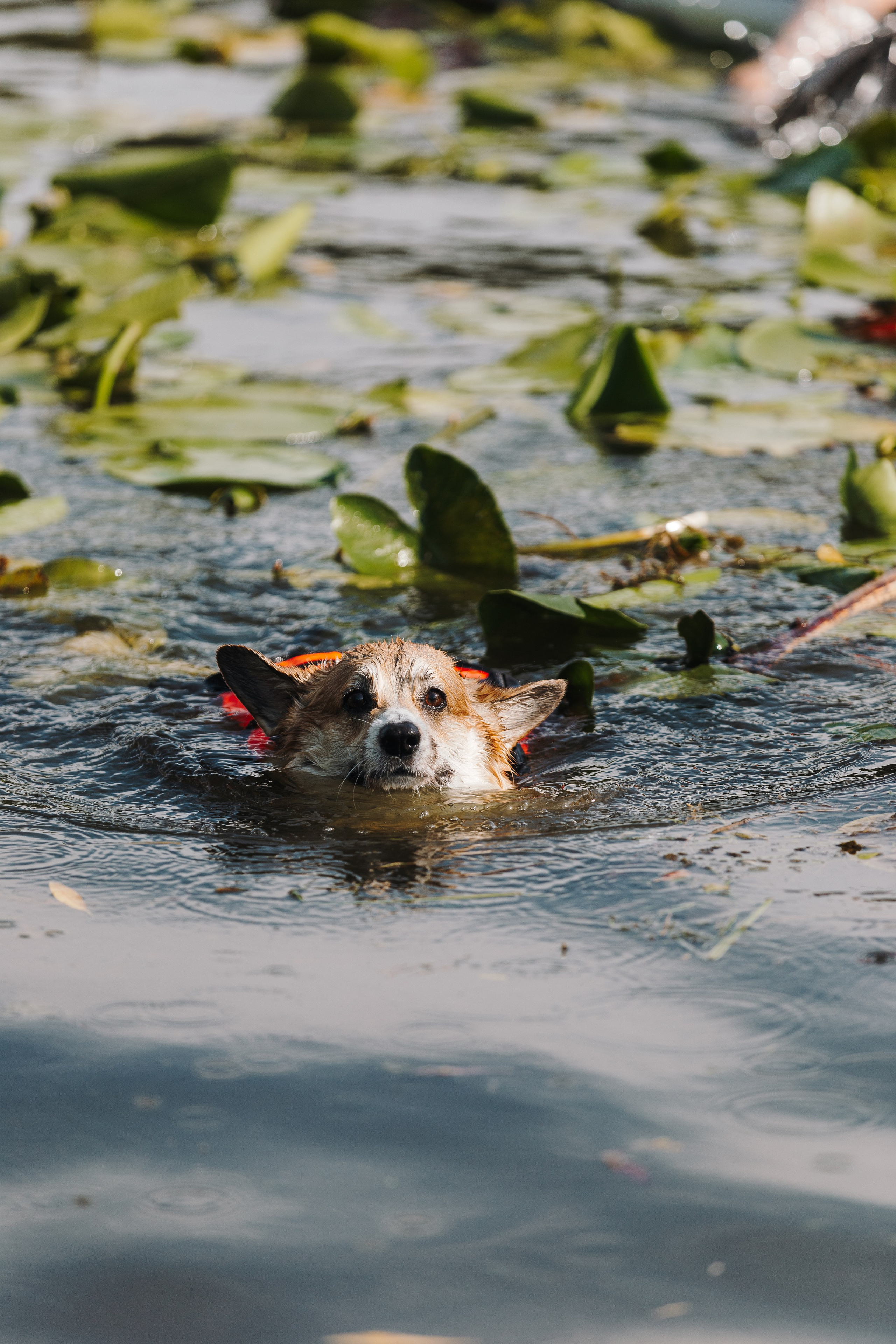 Petshop Sup day. Фотограф анималист Кристина Карпова, Москва