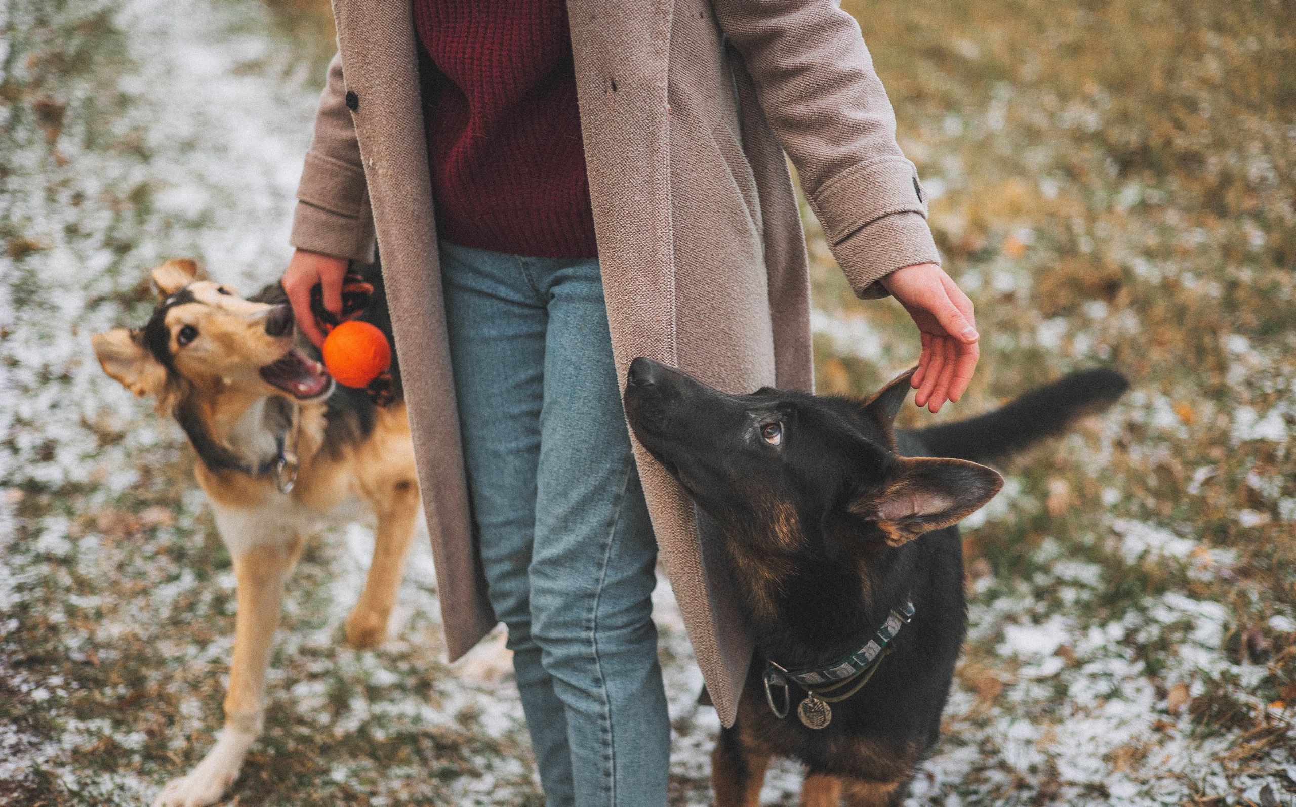 Алена, Леви и Микаса. Фотограф-анималист Богданова Полина