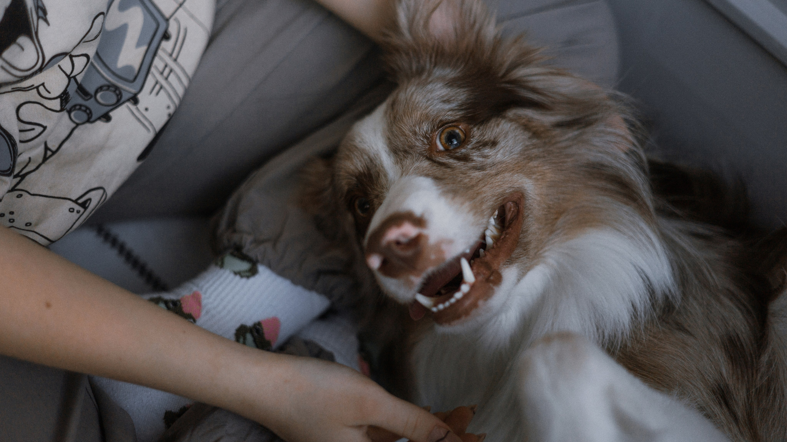 Аня, Дэймон и Грэй. Фотограф-анималист Богданова Полина
