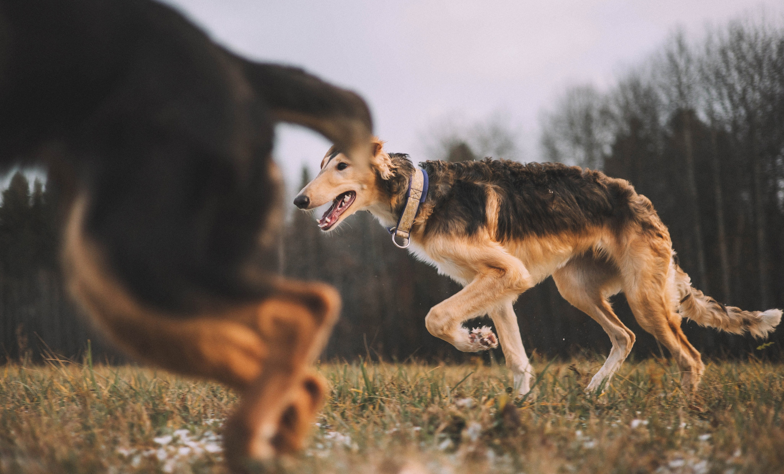 Алена, Леви и Микаса. Фотограф-анималист Богданова Полина