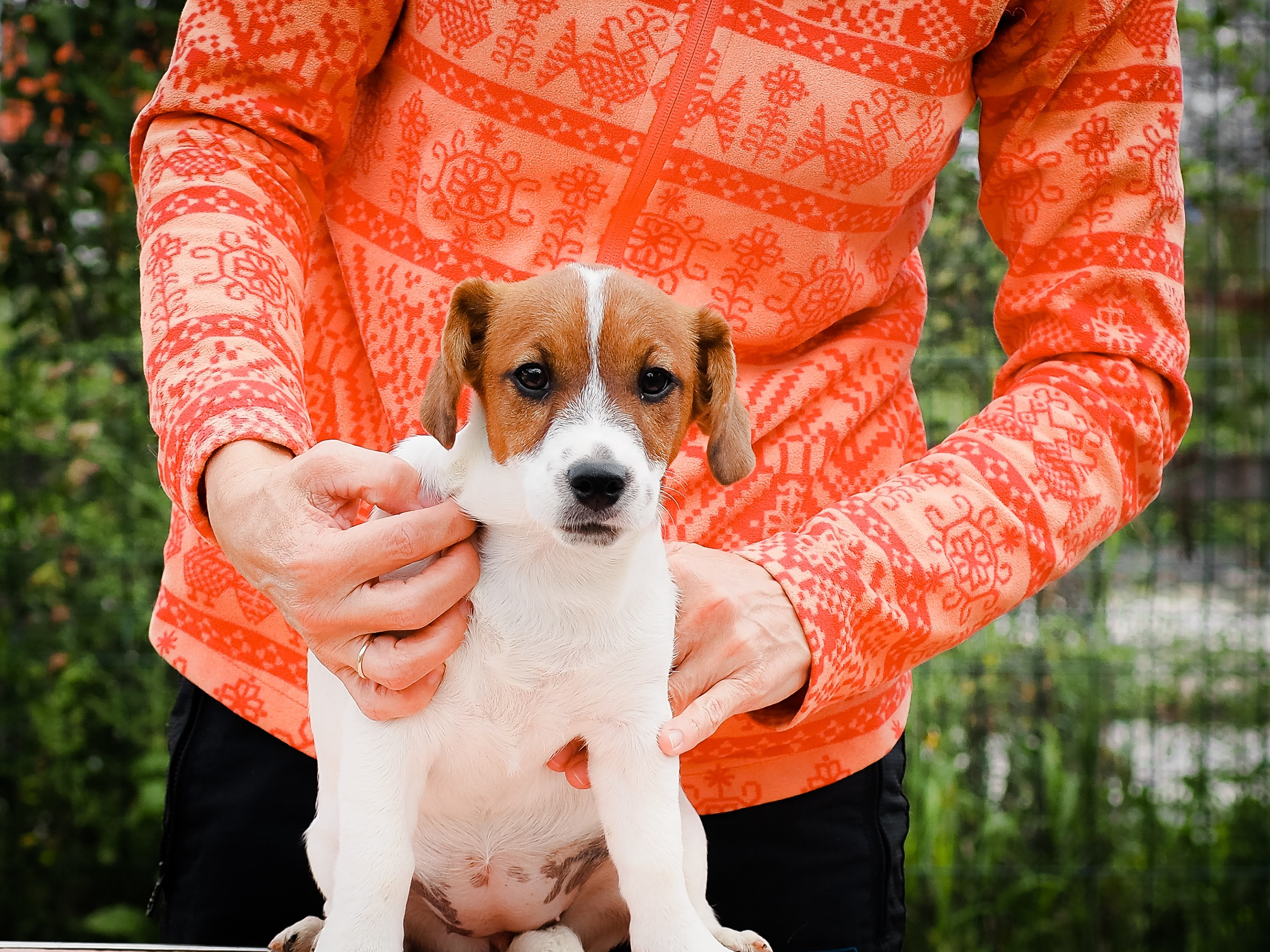 Ш_FEMALE_SHIZGARA. CANE MAESTRO — kennel Jack Russell Terrier