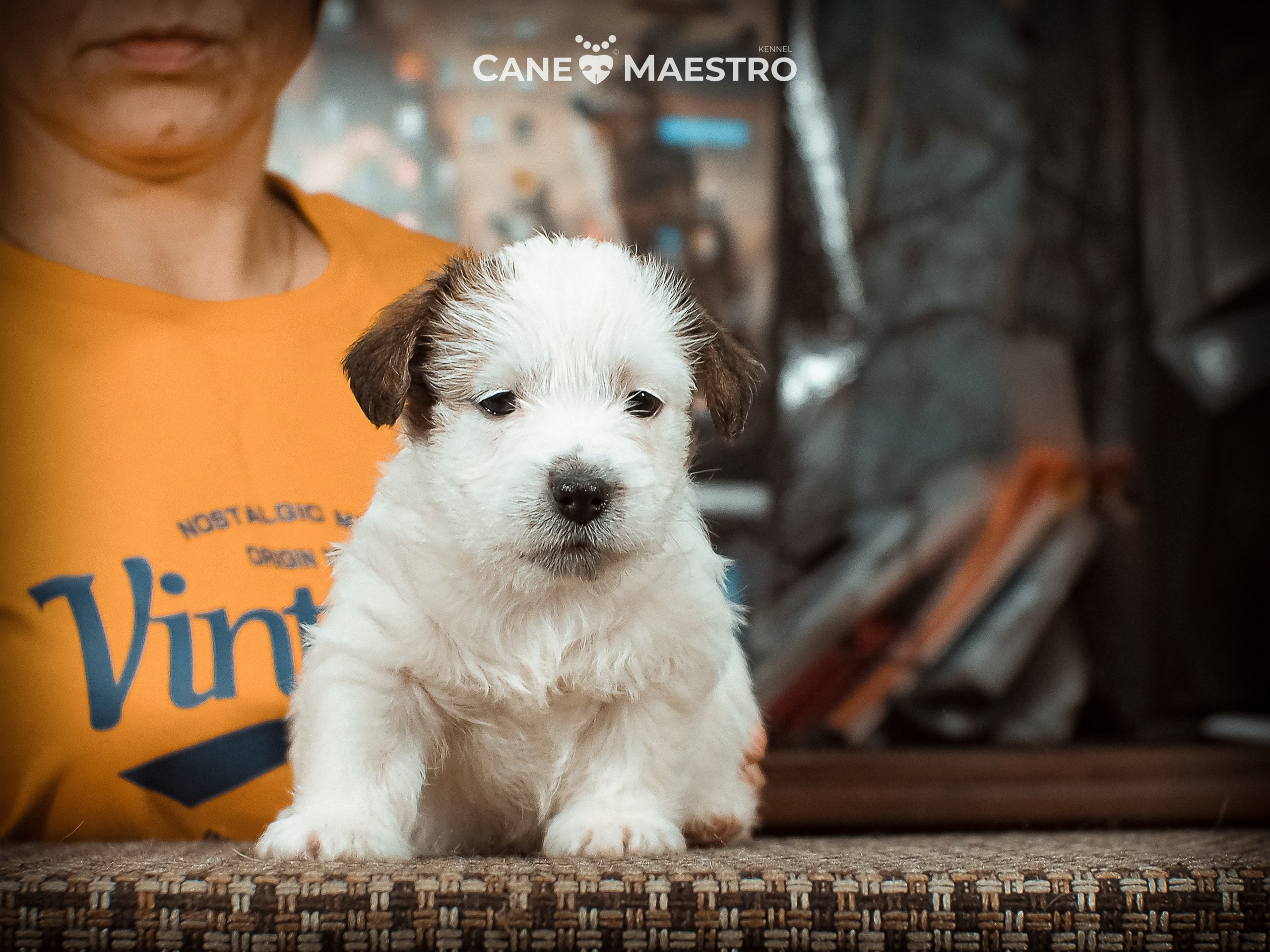КОБ_Б_МОНОКЛЬ. CANE MAESTRO — kennel Jack Russell Terrier