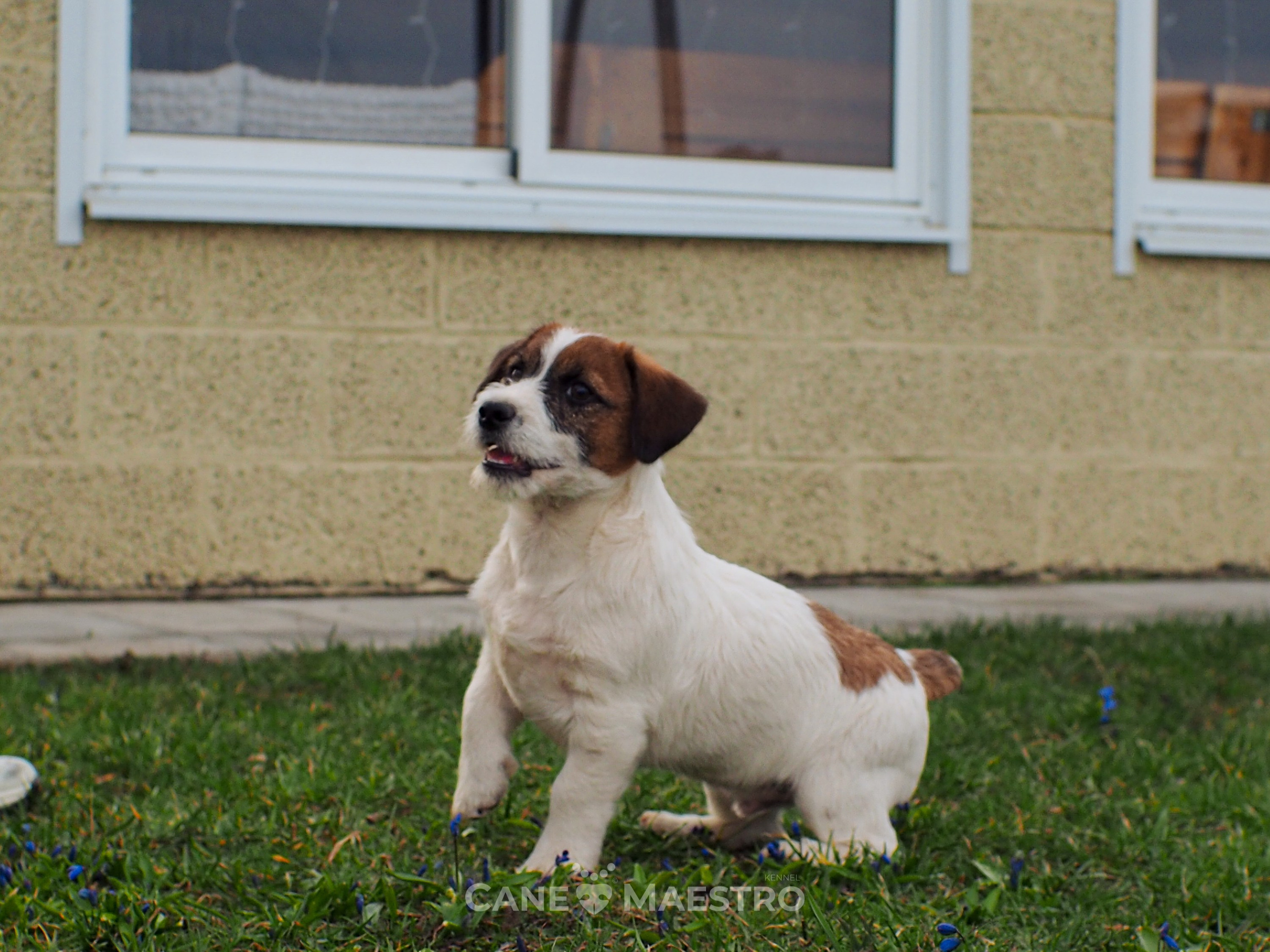 Мальчик 2. Кобель бело-рыжий. Джек рассел терьер щенок. КАНЕ МАЭСТРО — питомник Джек рассел терьеров