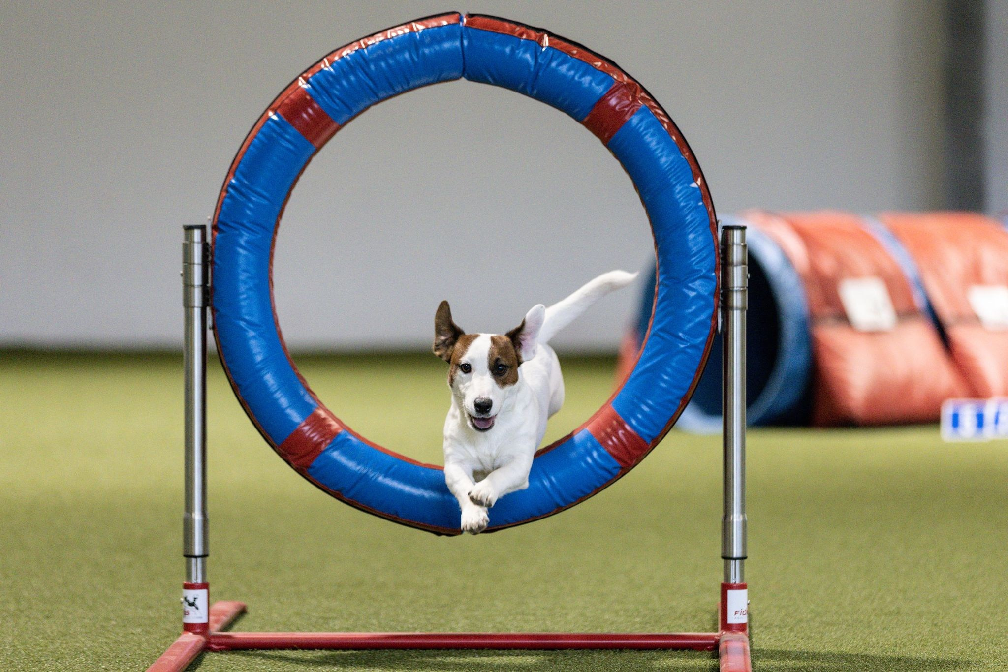 CANE MAESTRO MARSHMALLOW. CANE MAESTRO — kennel Jack Russell Terrier