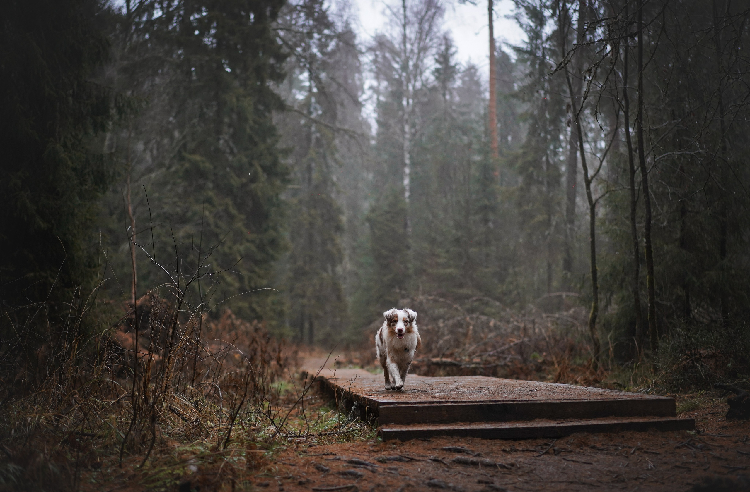 Панда Ноябрь. Фотограф-анималист в Санкт-Петербурге Яна Мартынова