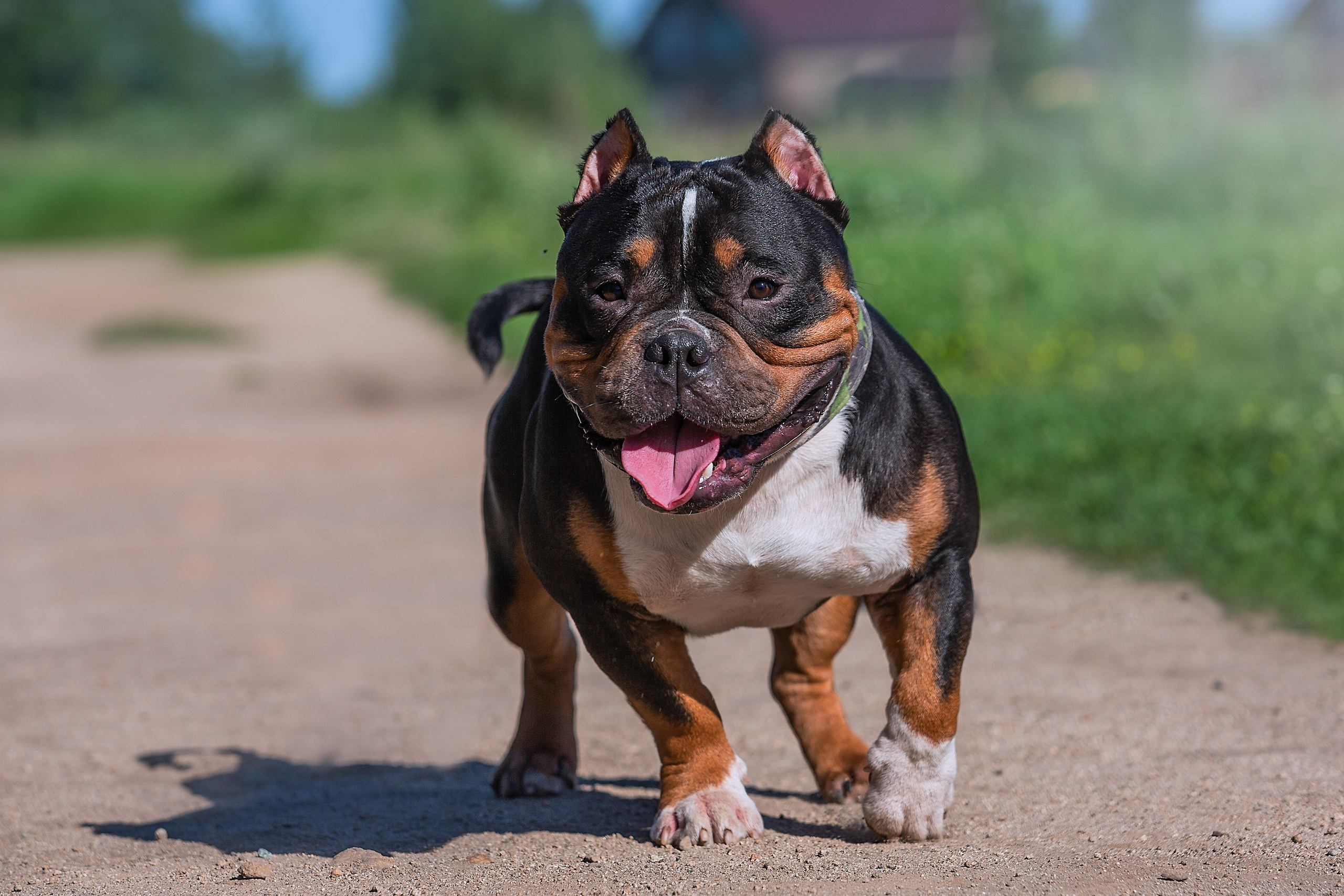 Фотосъемка Собак. Фотограф Анималист Наталья Корс Екатеринбург