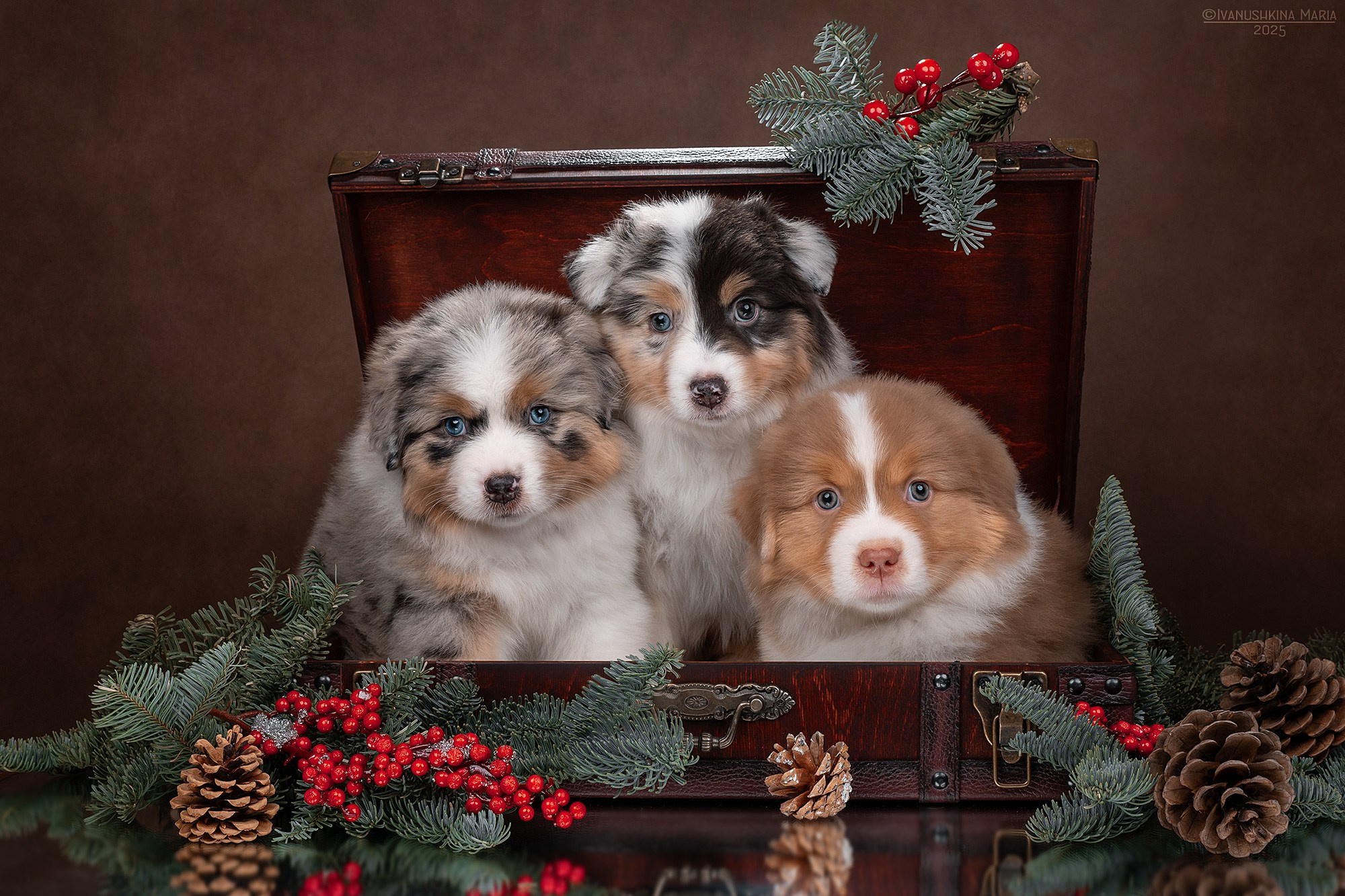 Фотосессия щенков на фонах. Фотограф собак в Москве и Московской области Иванушкина Мария