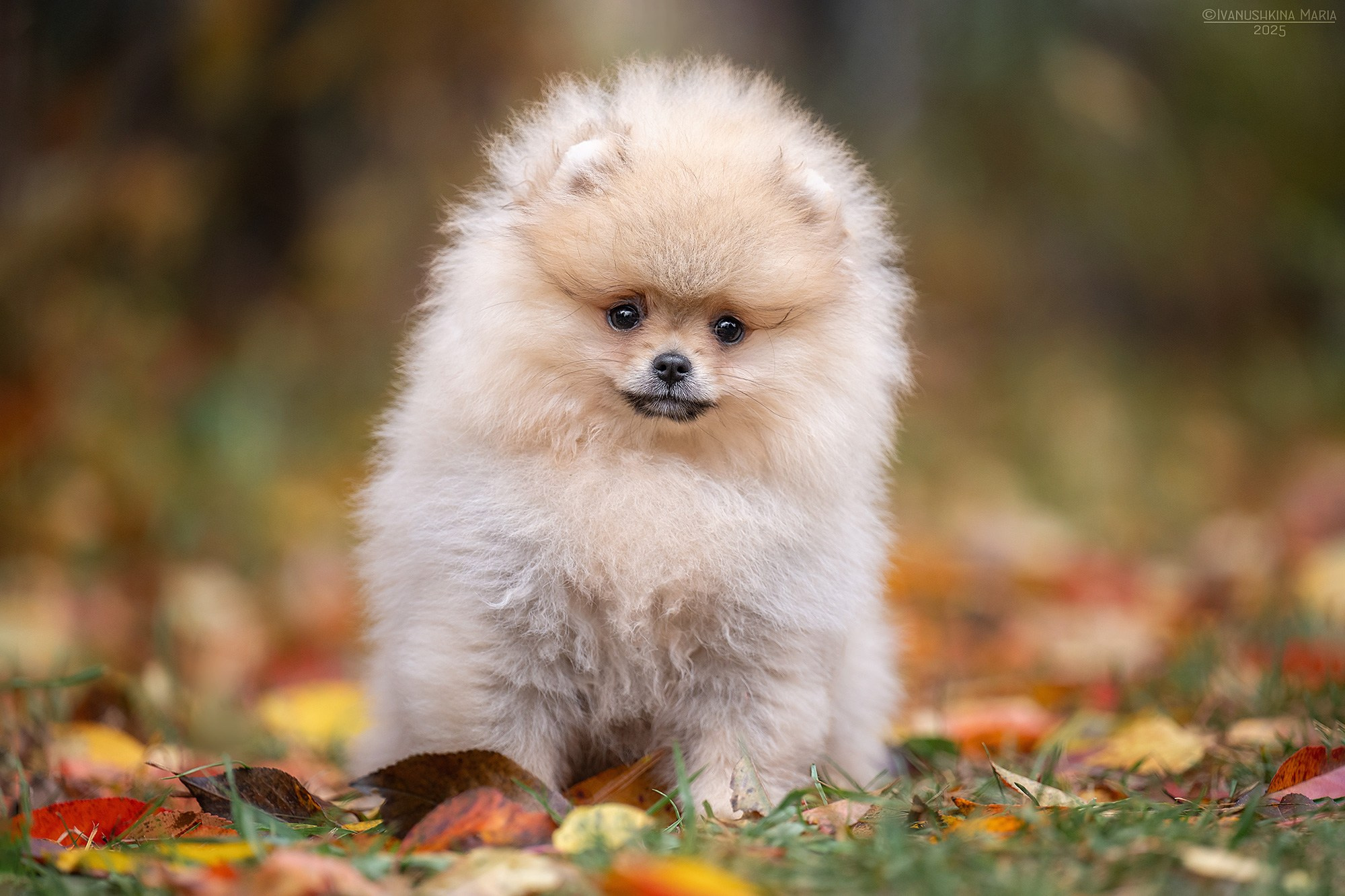Фотосессия щенков на продажу. Фотограф собак в Москве и Московской области Иванушкина Мария