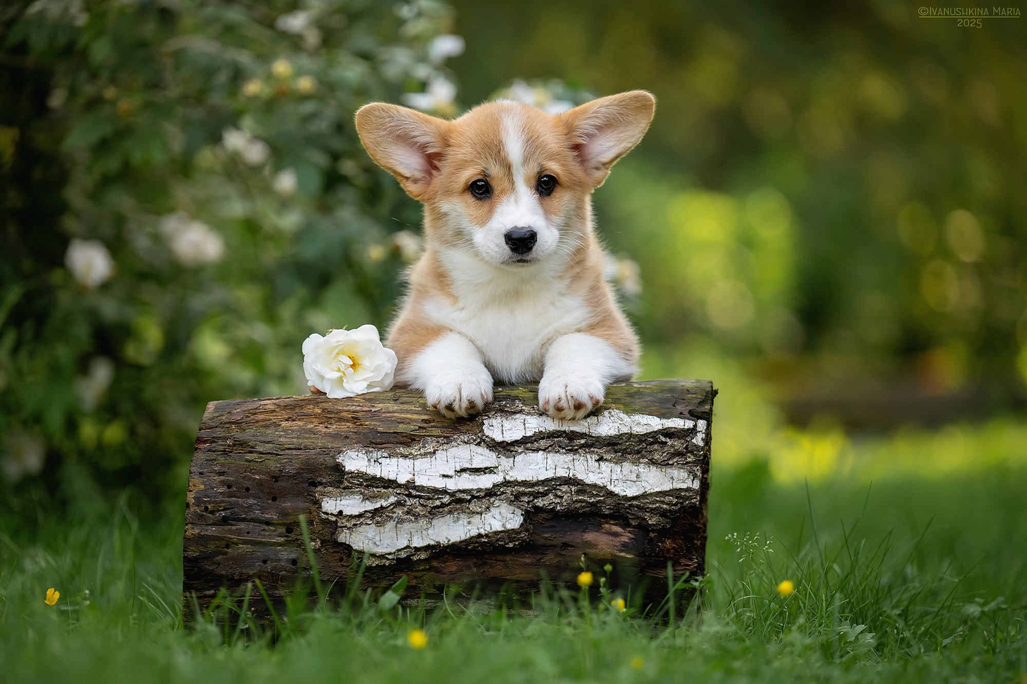 Фотосессия щенков на продажу. Фотограф собак в Москве и Московской области Иванушкина Мария