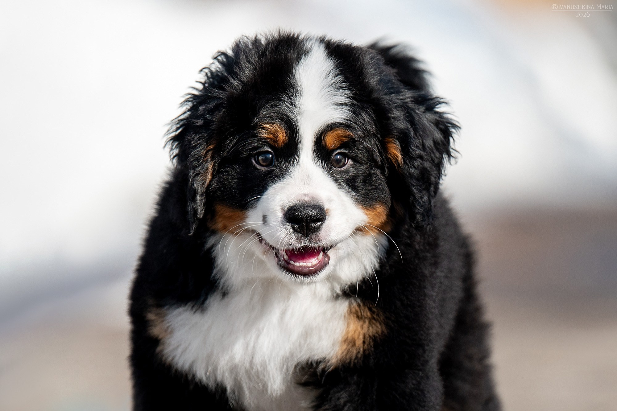 Фотосессия щенков на продажу. Фотограф собак в Москве и Московской области Иванушкина Мария