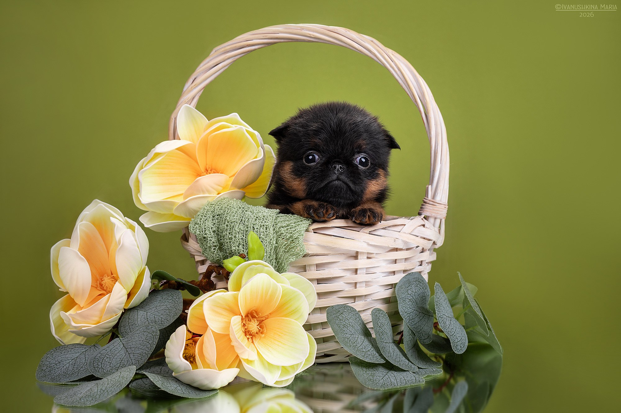 Фотосессия щенков на фонах. Фотограф собак в Москве и Московской области Иванушкина Мария