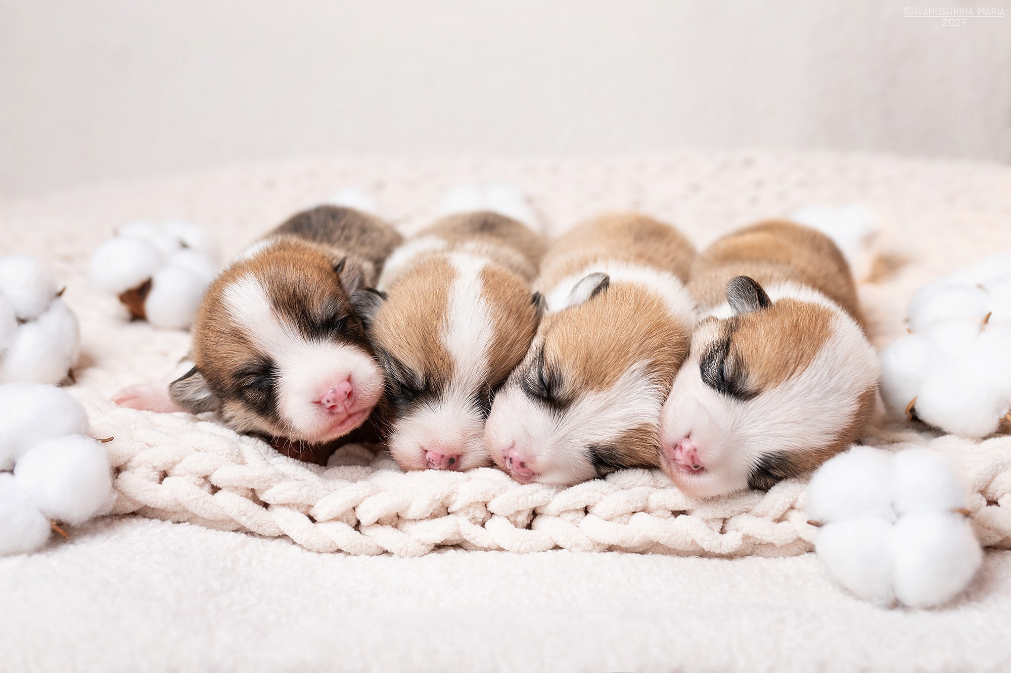 Ньюборн фотосессия щенков. Фотограф собак в Москве и Московской области Иванушкина Мария